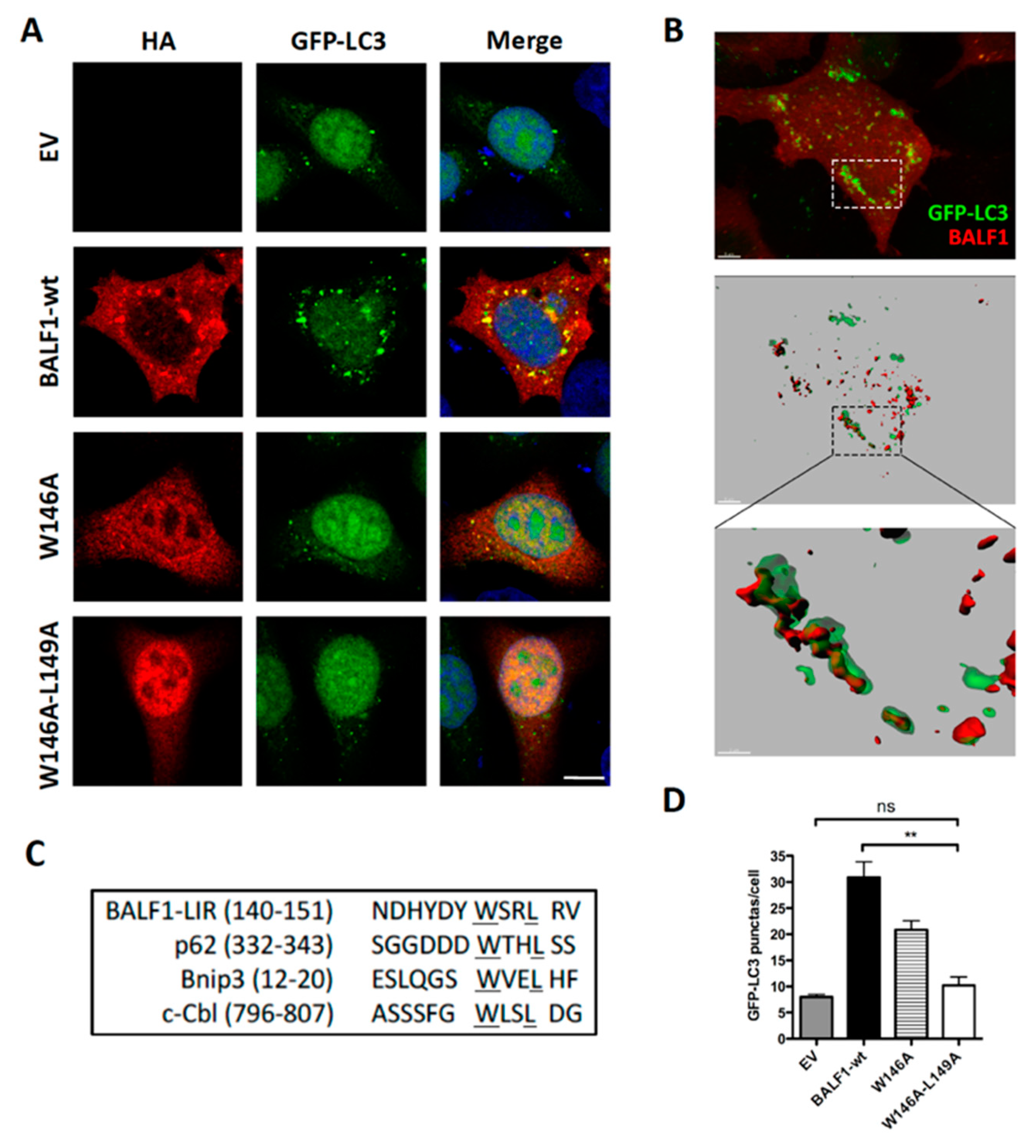 Viruses 11 01099 g005