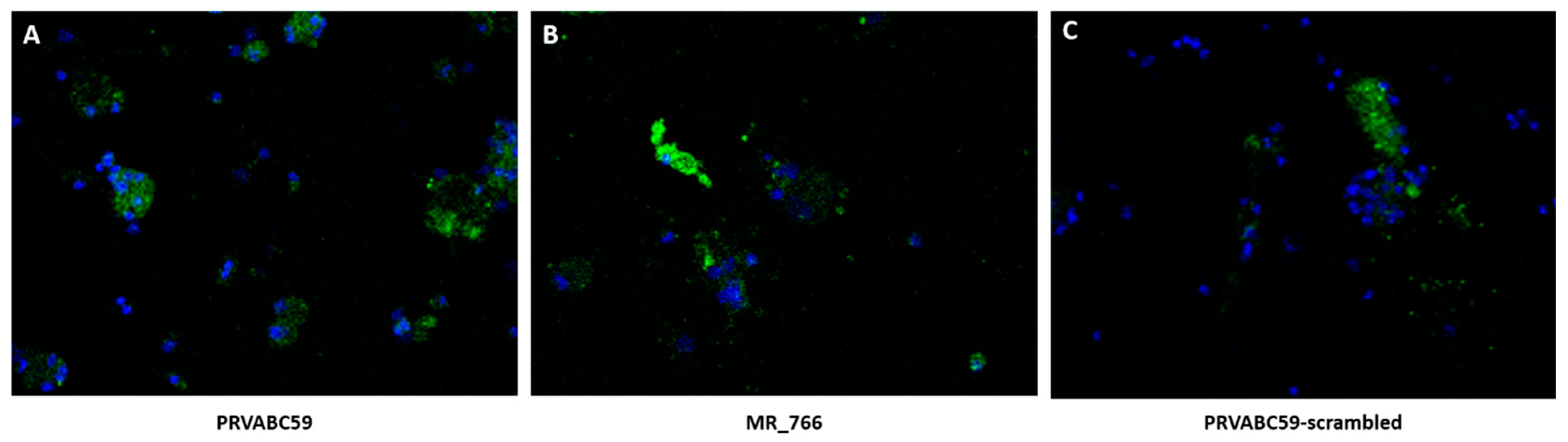 Viruses 11 01101 g003