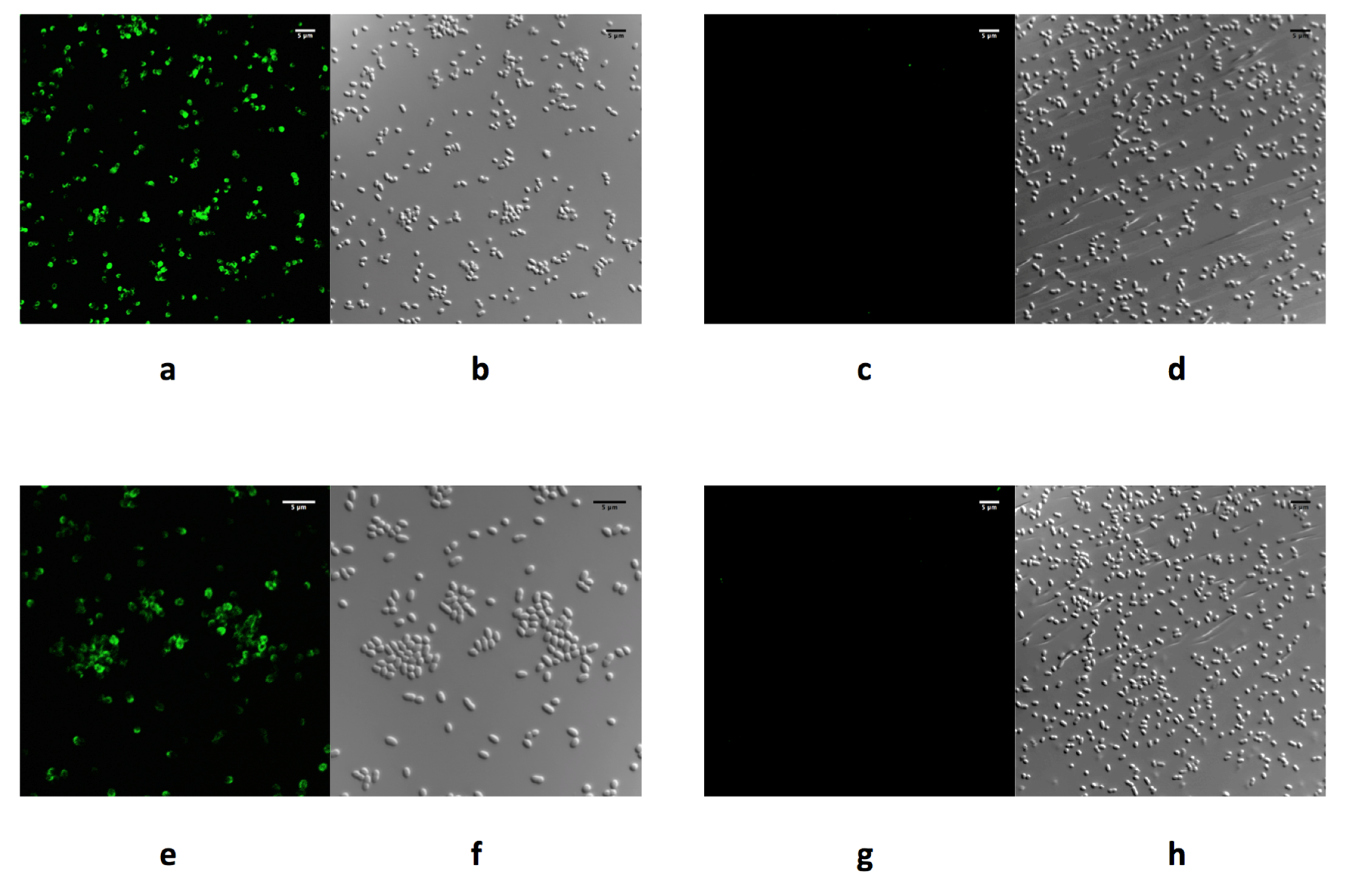Viruses 11 01105 g001