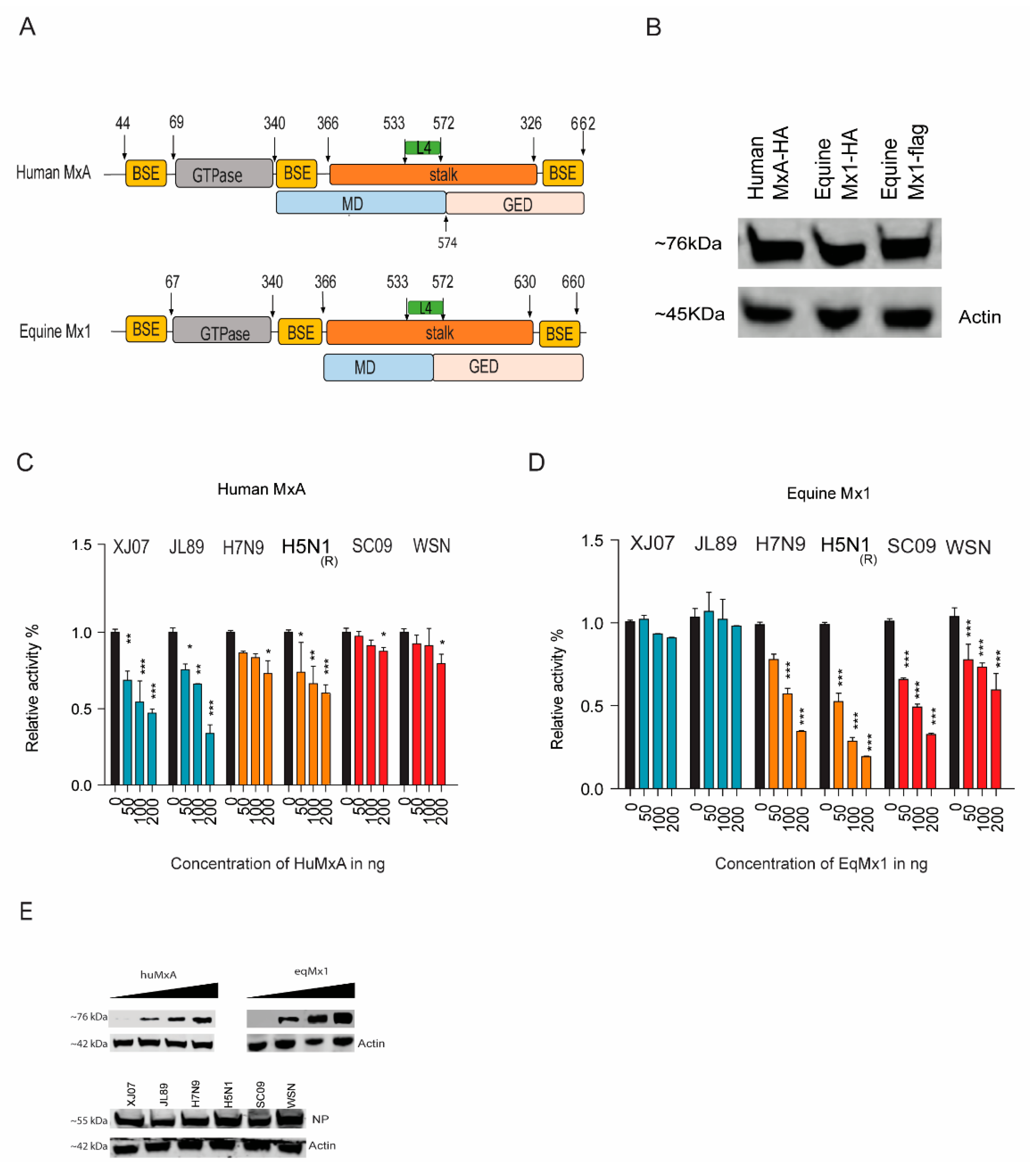 Viruses 11 01114 g001 Viruses 11 01114 g001