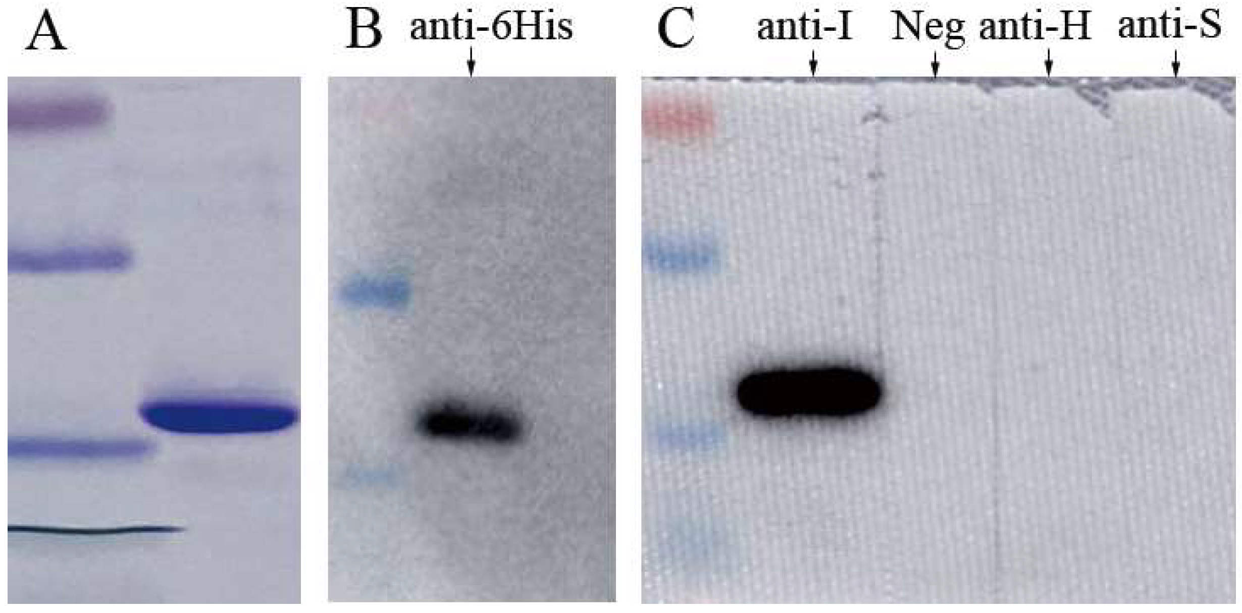 Viruses 11 01128 g001