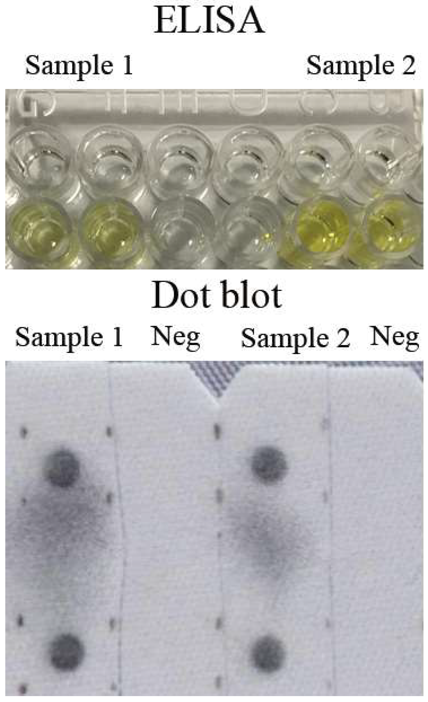 Viruses 11 01128 g002