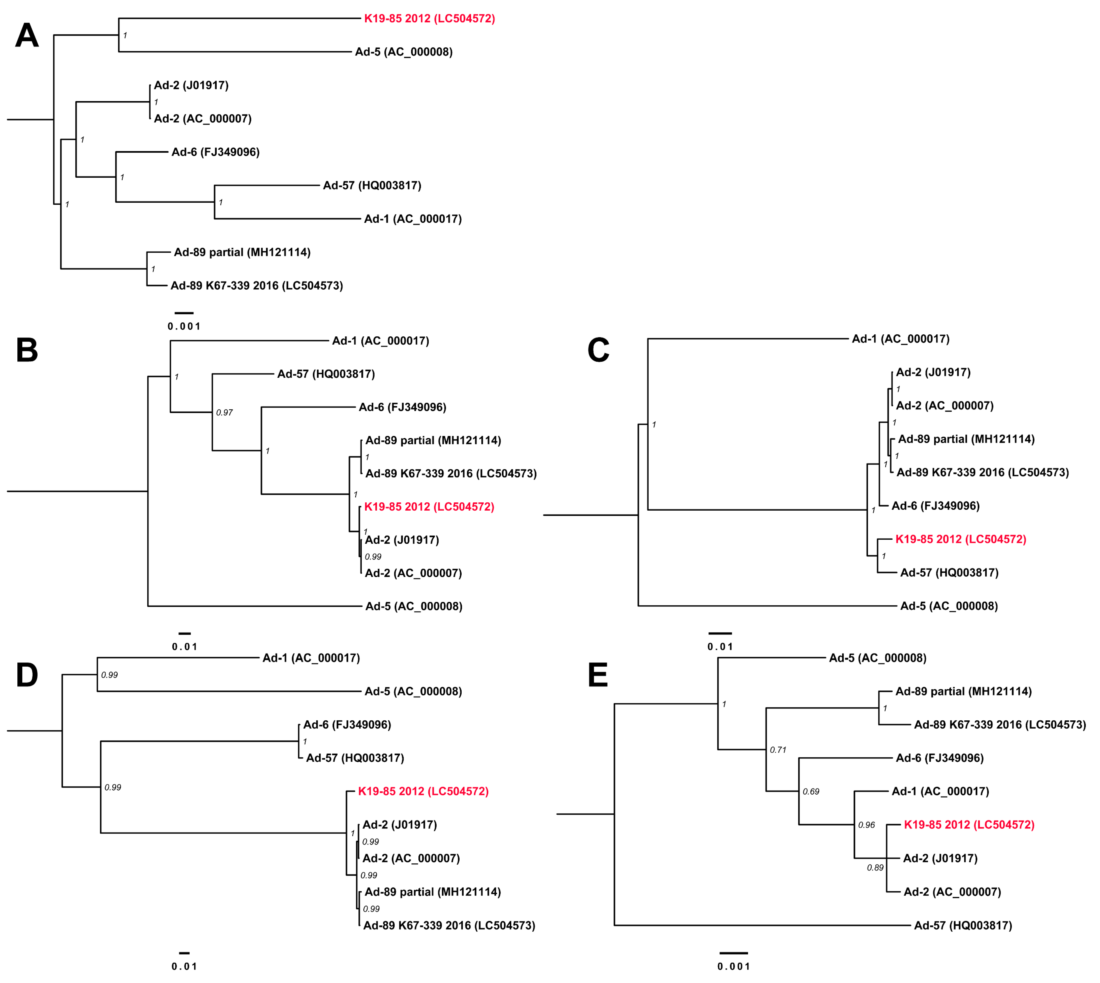 Viruses 11 01131 g005