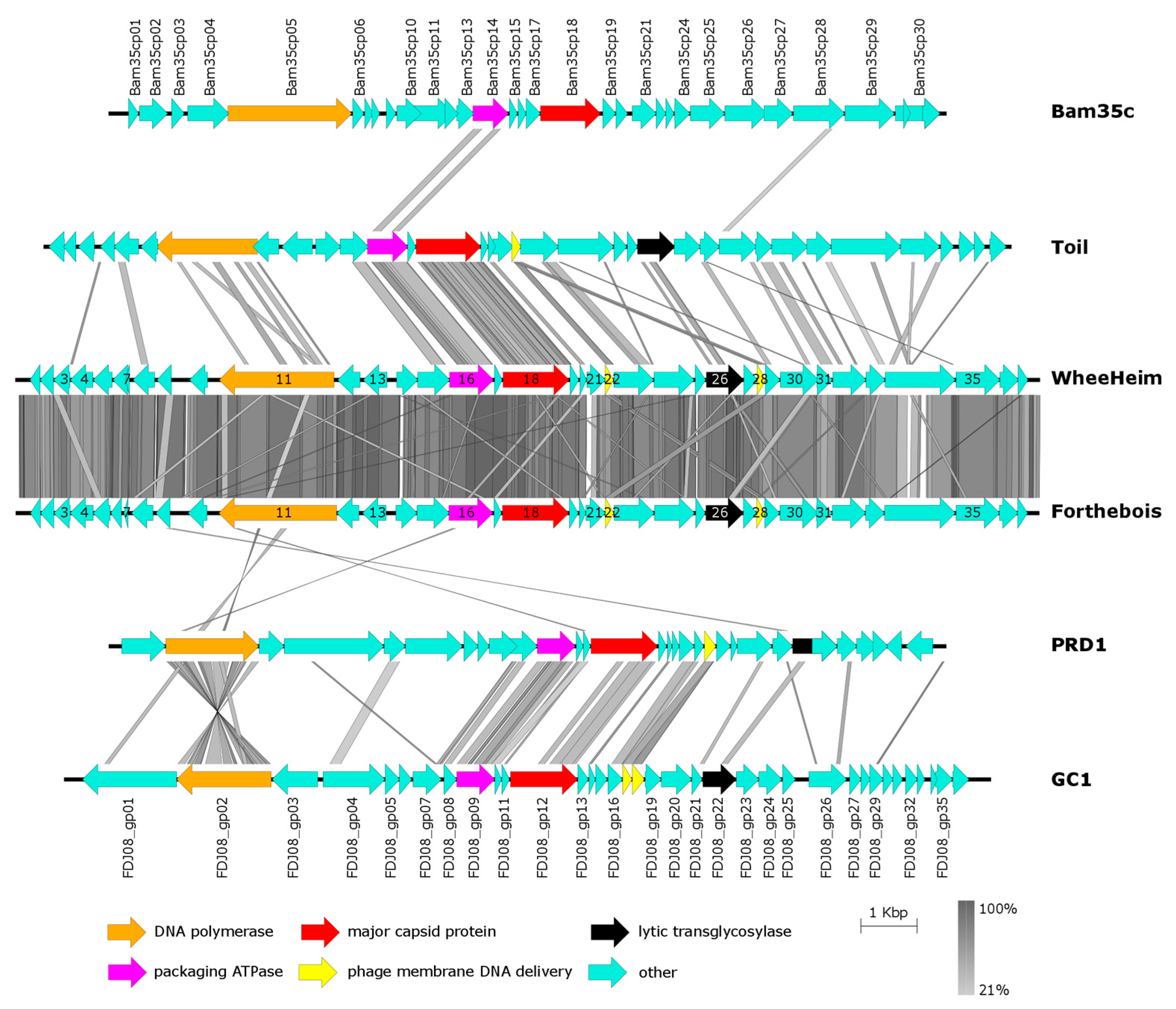Viruses 11 01134 g004