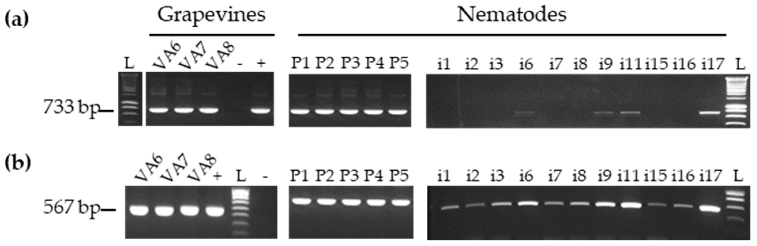 Viruses 11 01139 g001