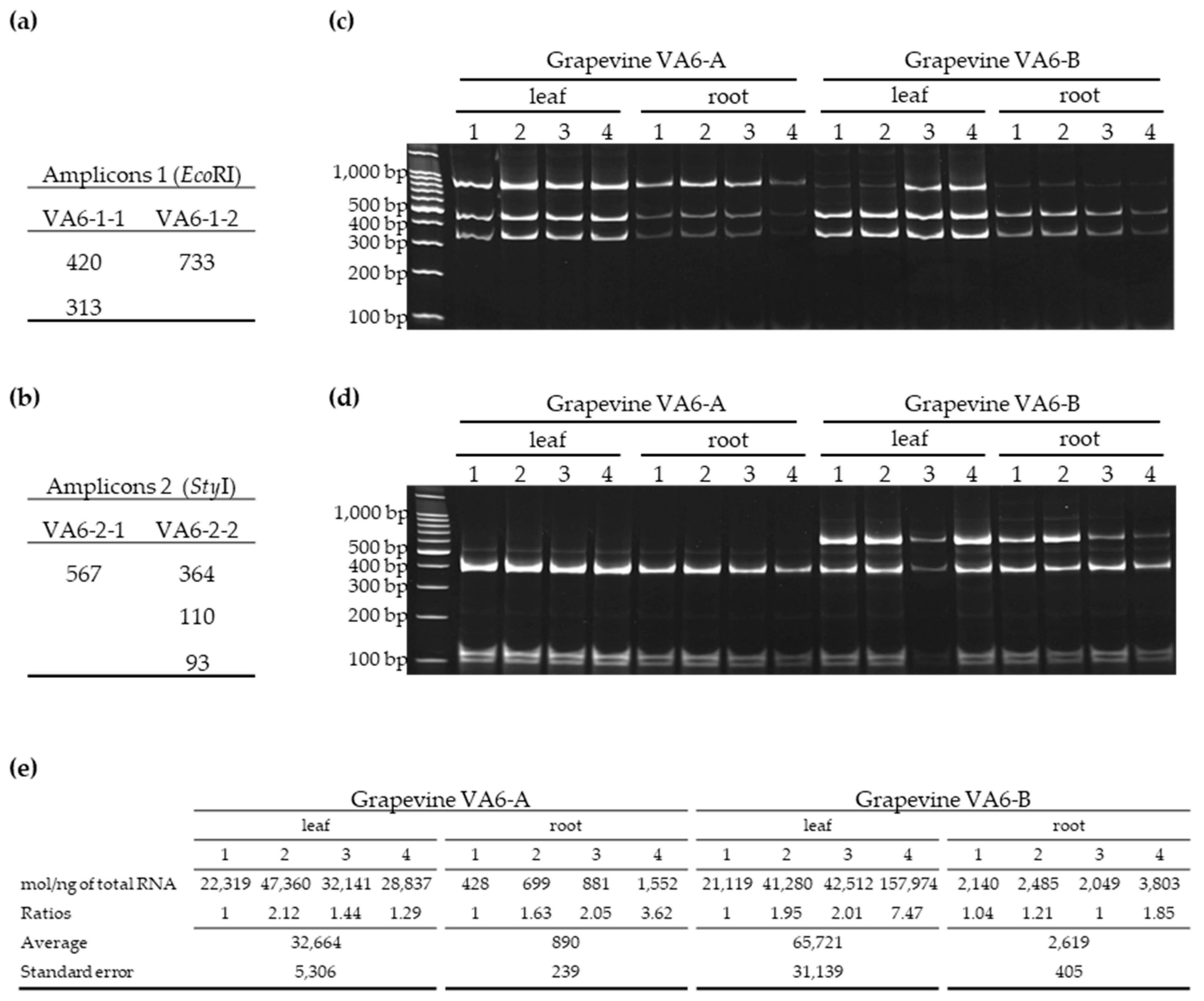 Viruses 11 01139 g003