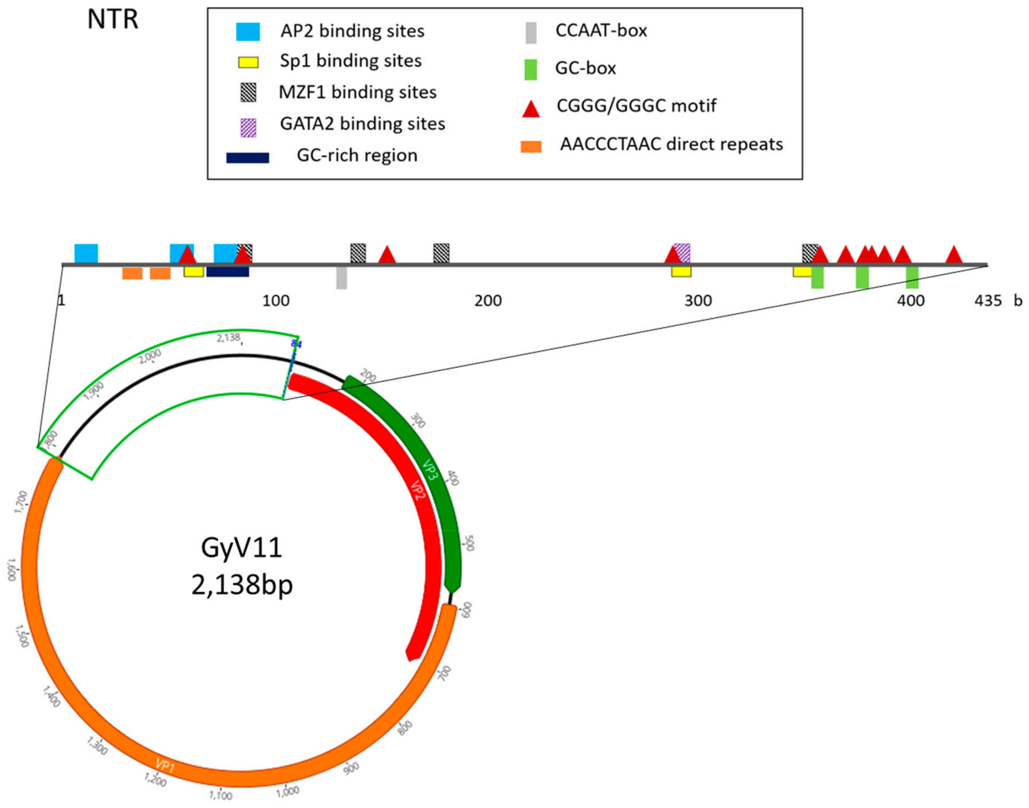Viruses 11 01148 g002 Viruses 11 01148 g002
