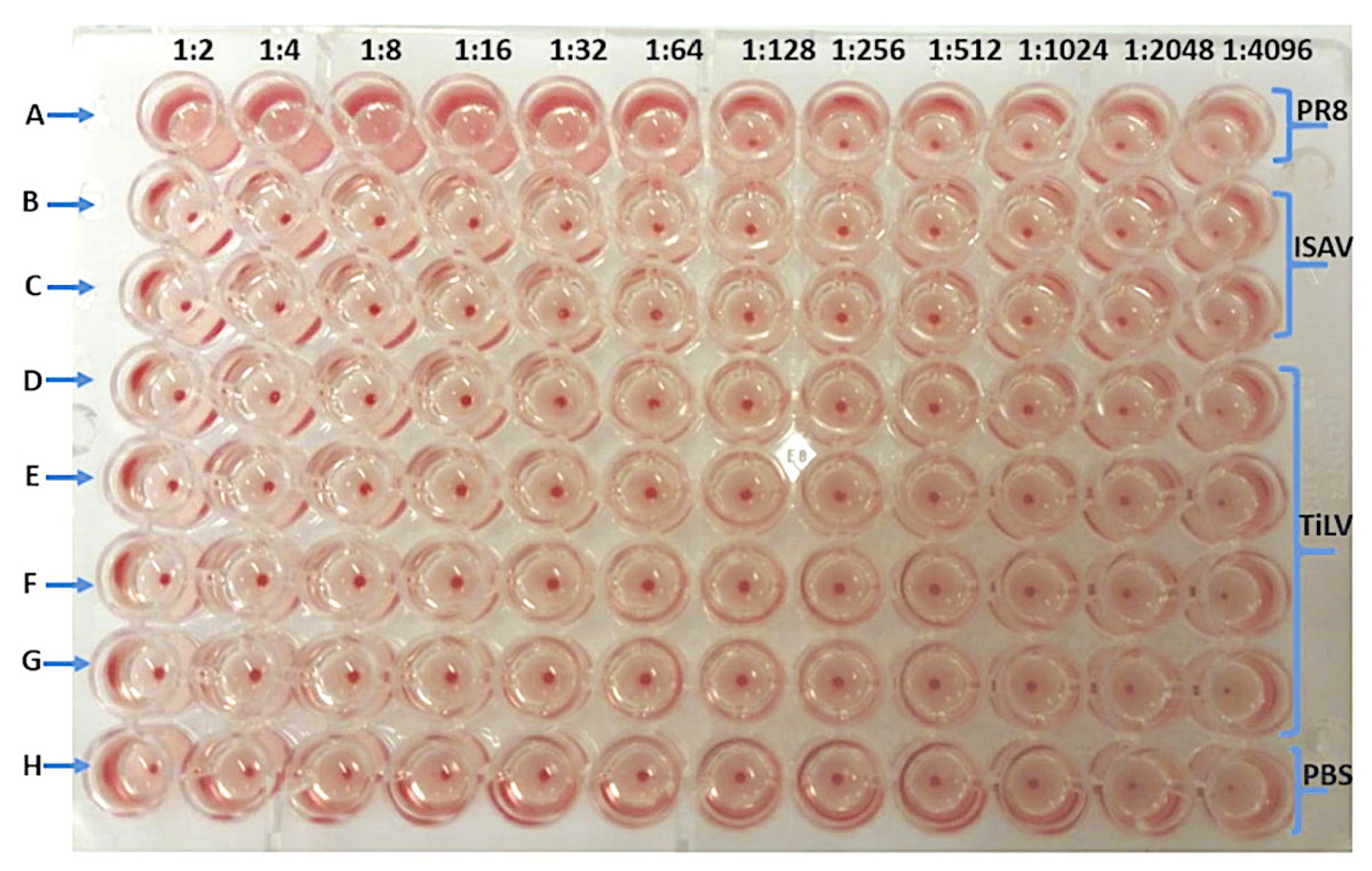 Viruses 11 01152 g001