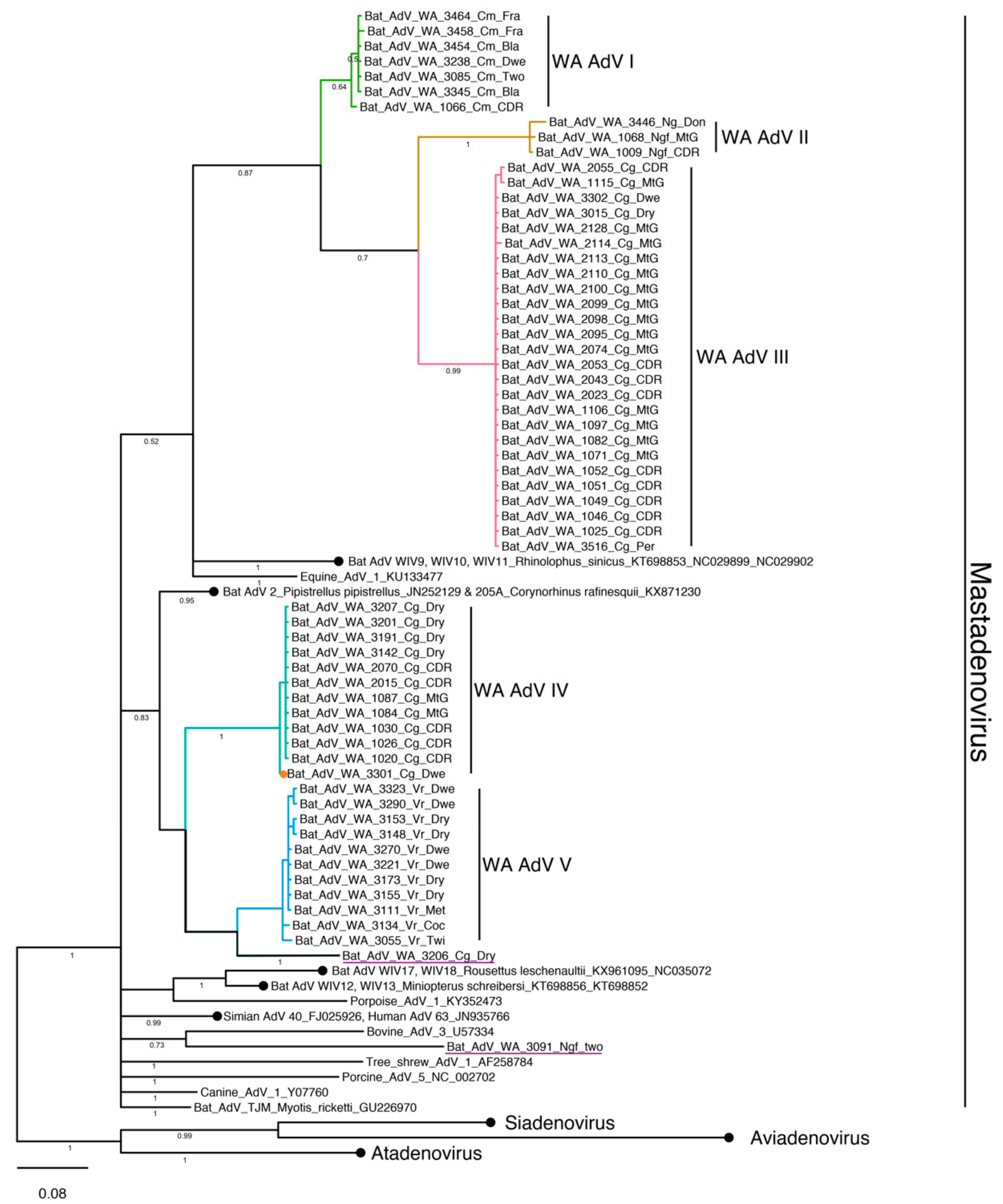 Viruses 11 01157 g002