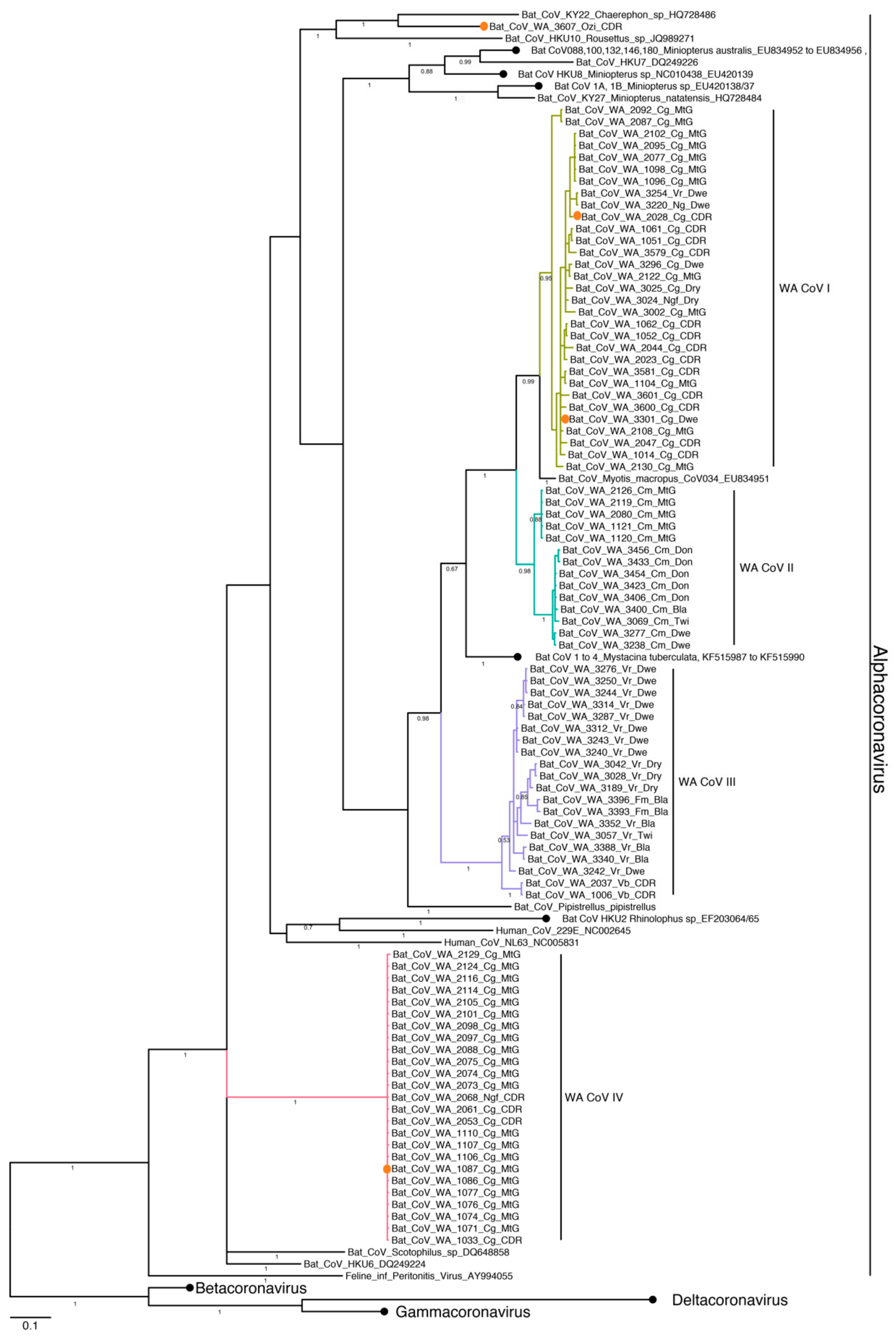 Viruses 11 01157 g003