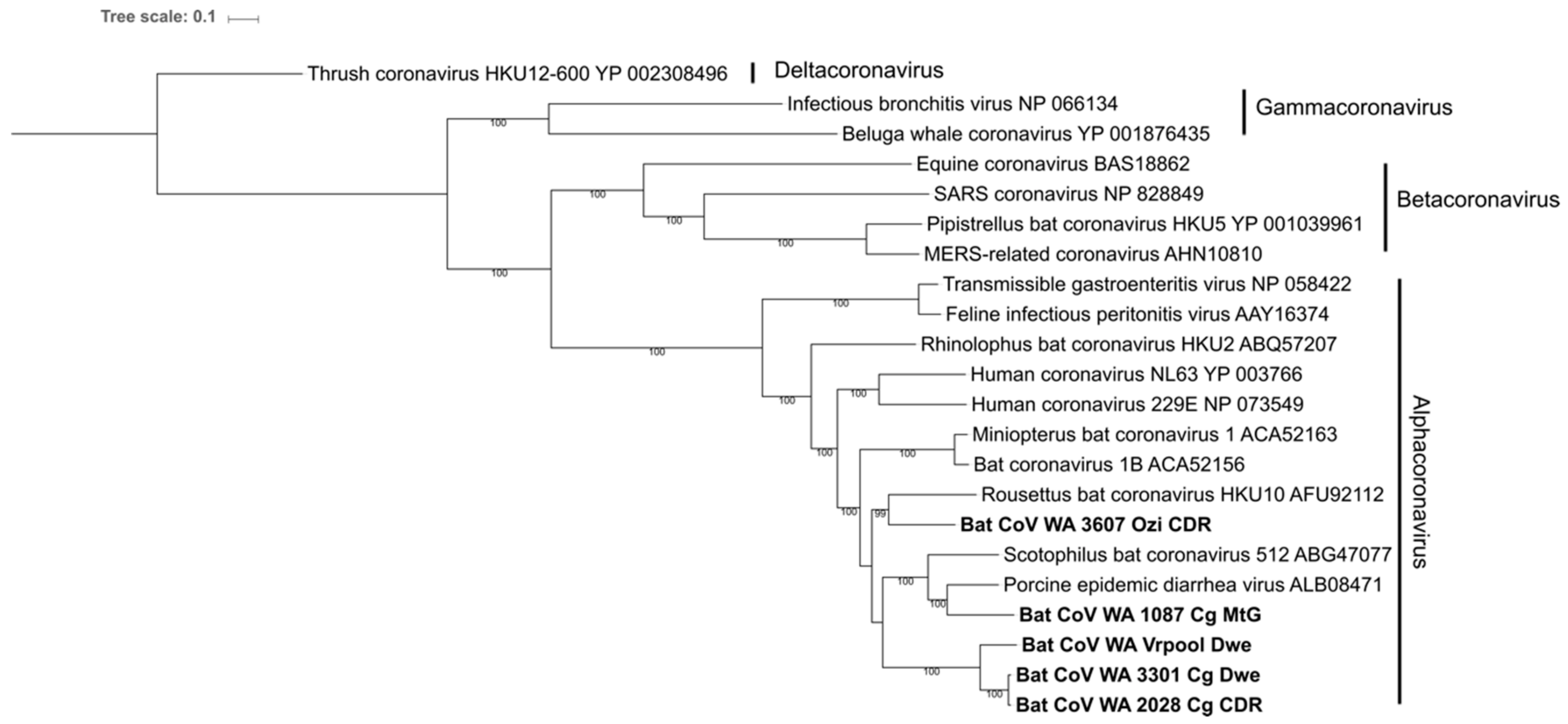 Viruses 11 01157 g004
