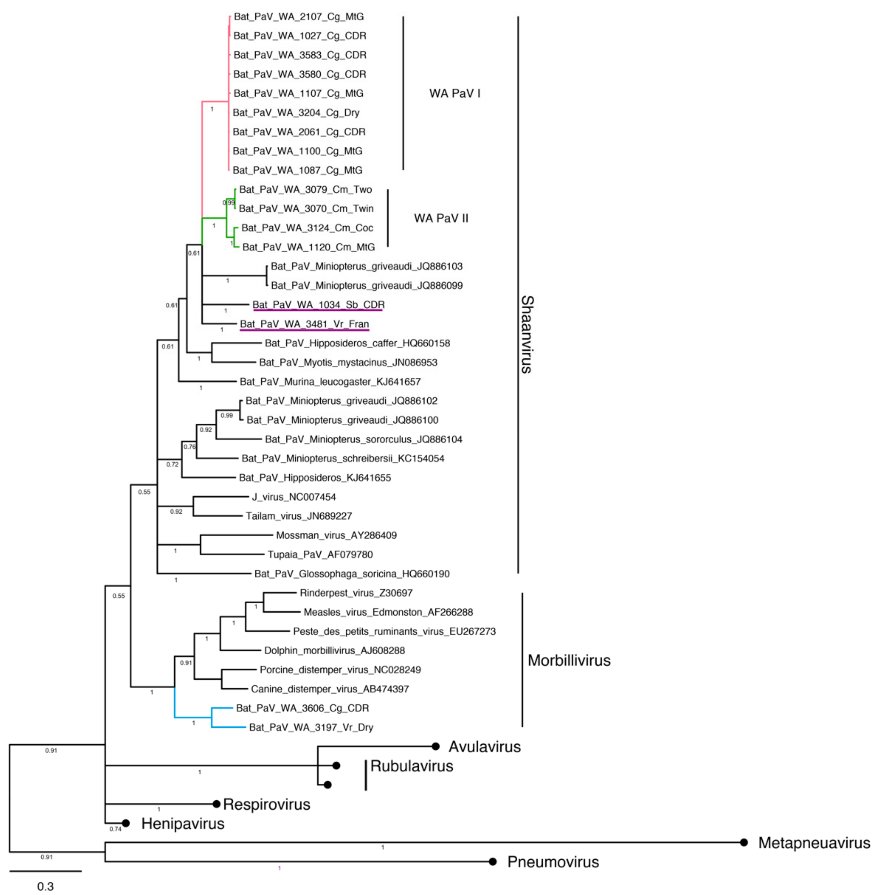 Viruses 11 01157 g005