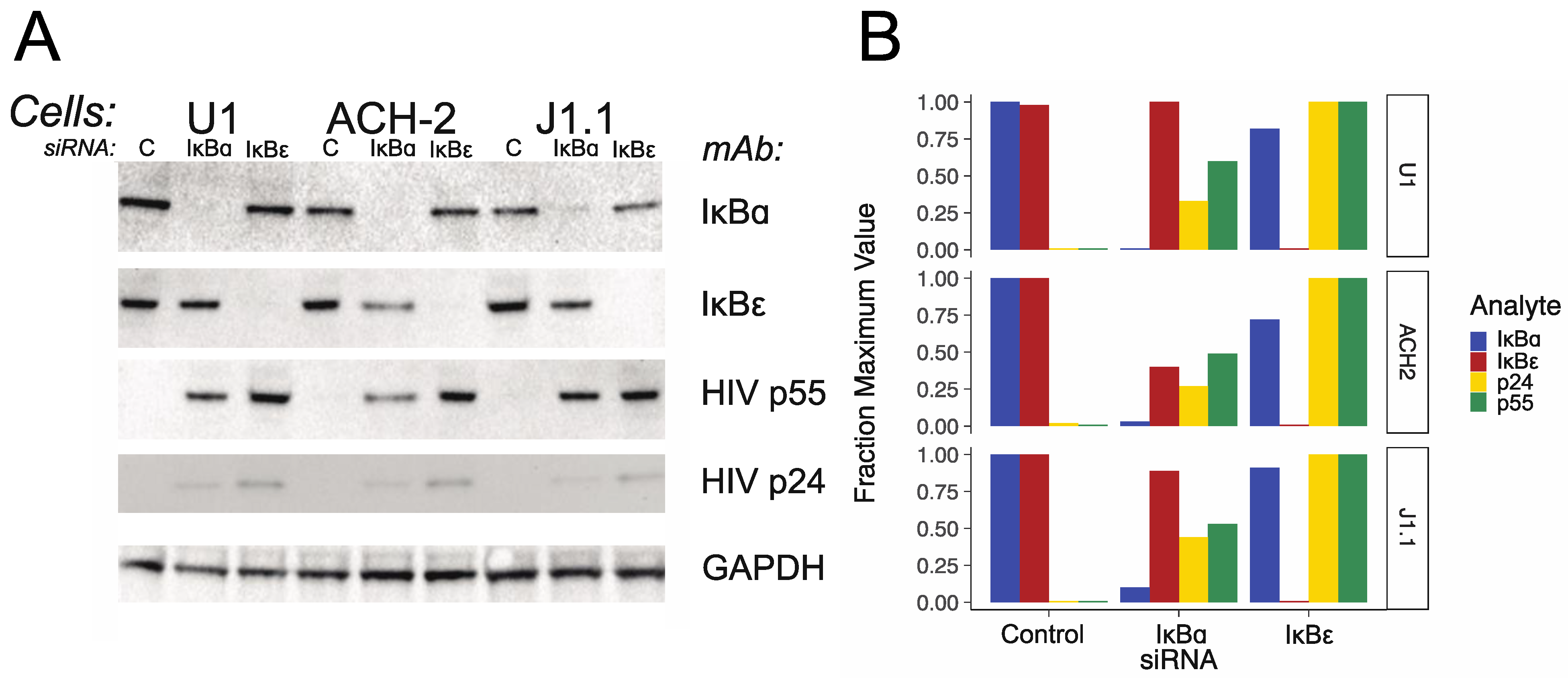 Viruses 11 01162 g002