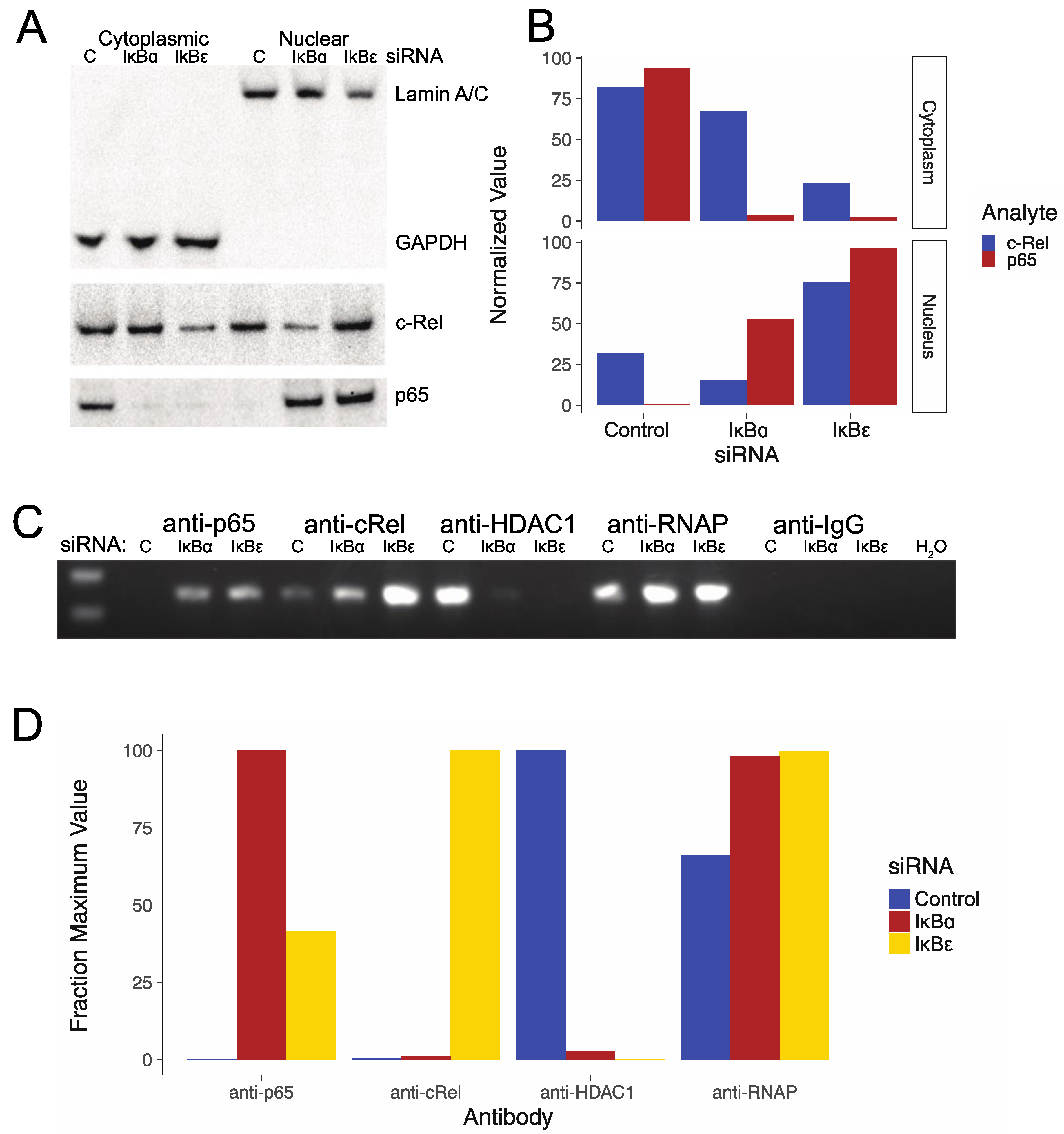 Viruses 11 01162 g003