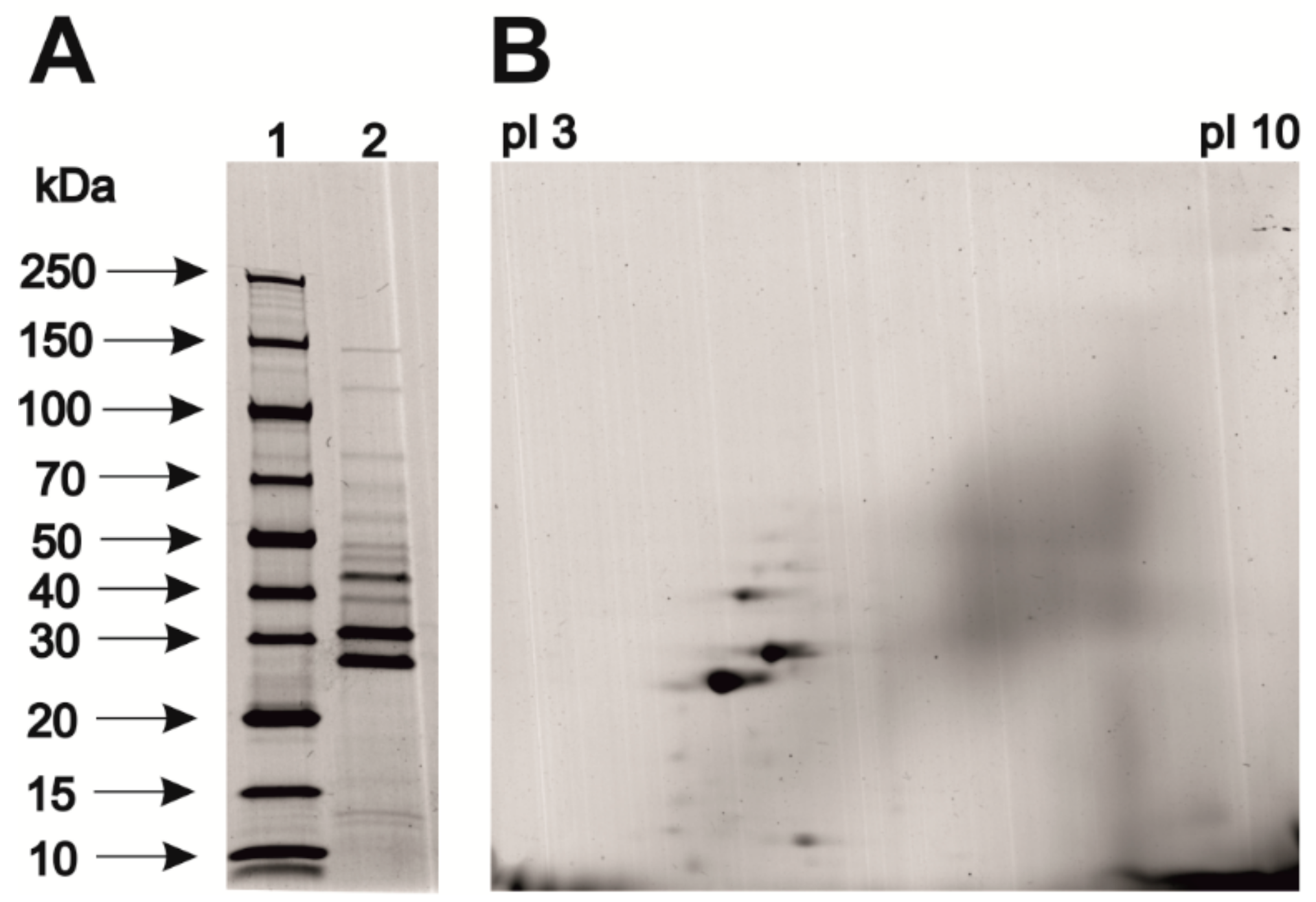 Viruses 11 01163 g002