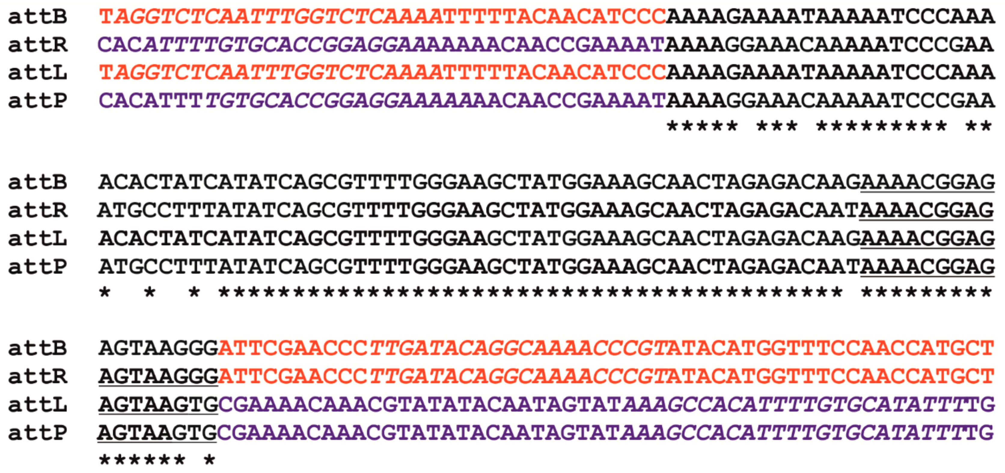 Viruses 11 01163 g003