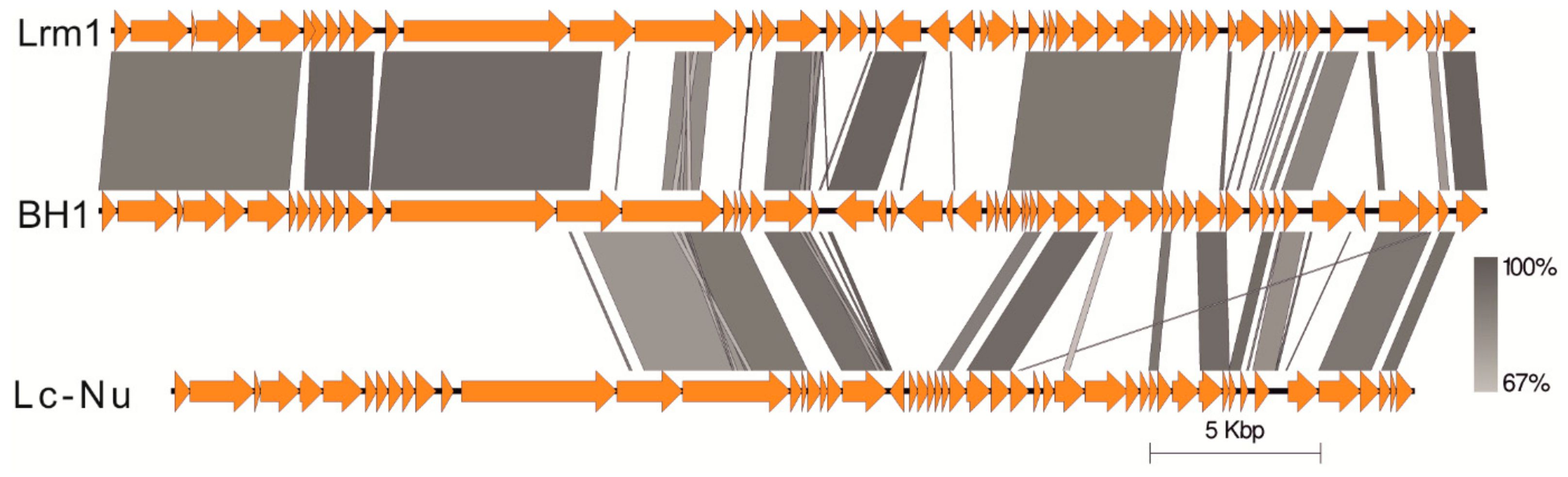 Viruses 11 01163 g004