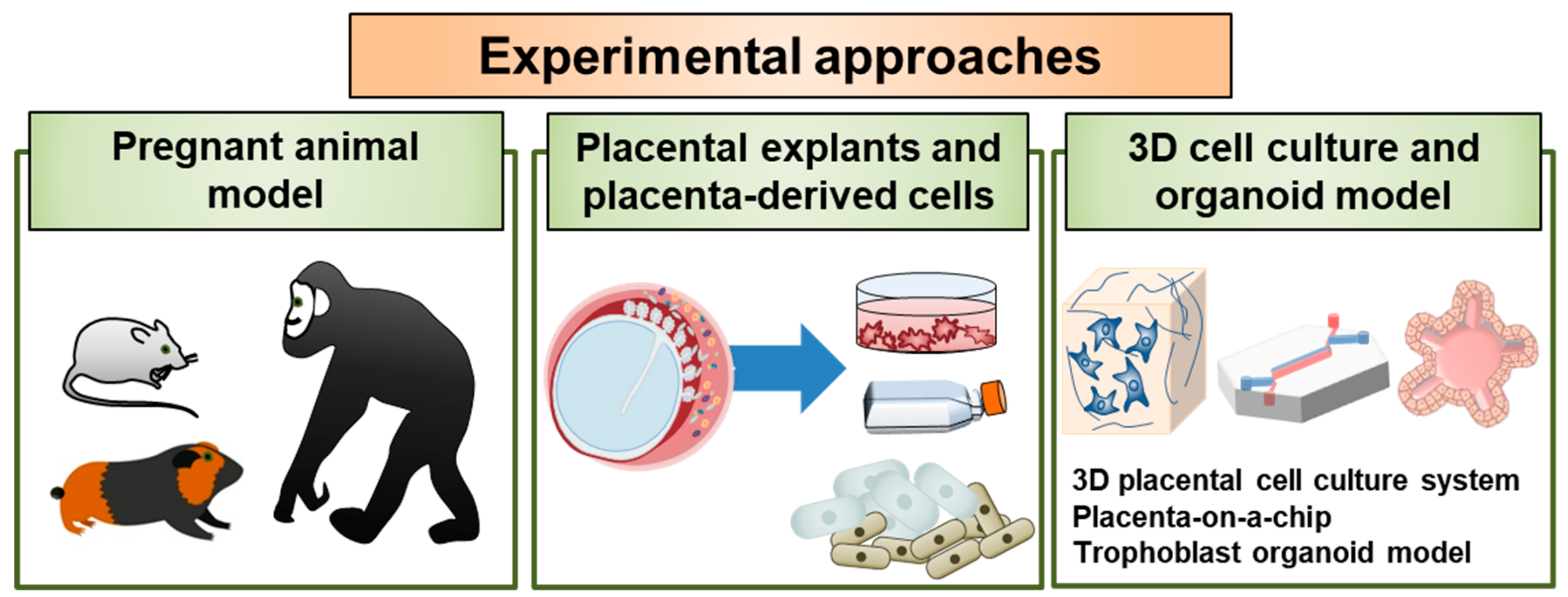 Viruses 12 00005 g002 Viruses 12 00005 g002
