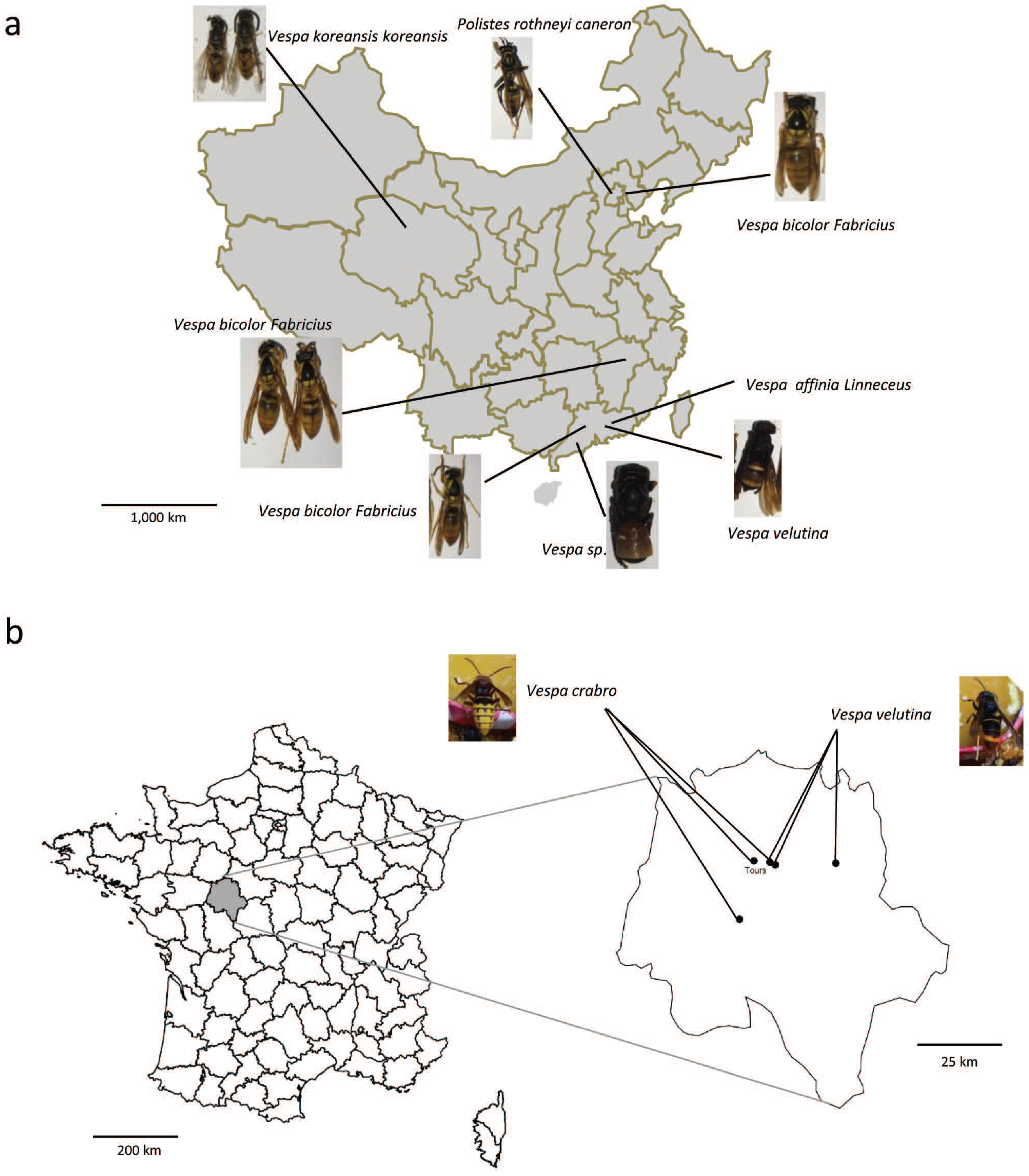 Viruses 12 00006 g001