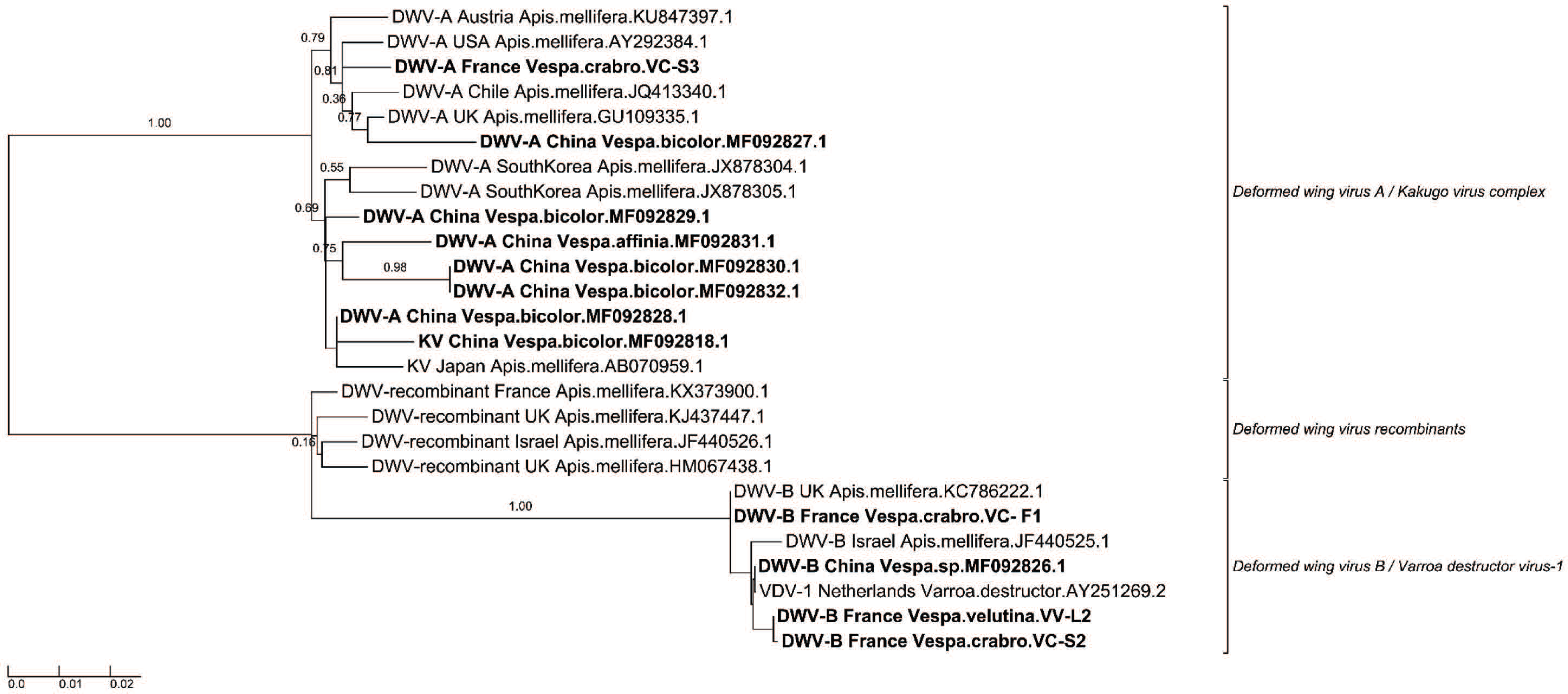 Viruses 12 00006 g003