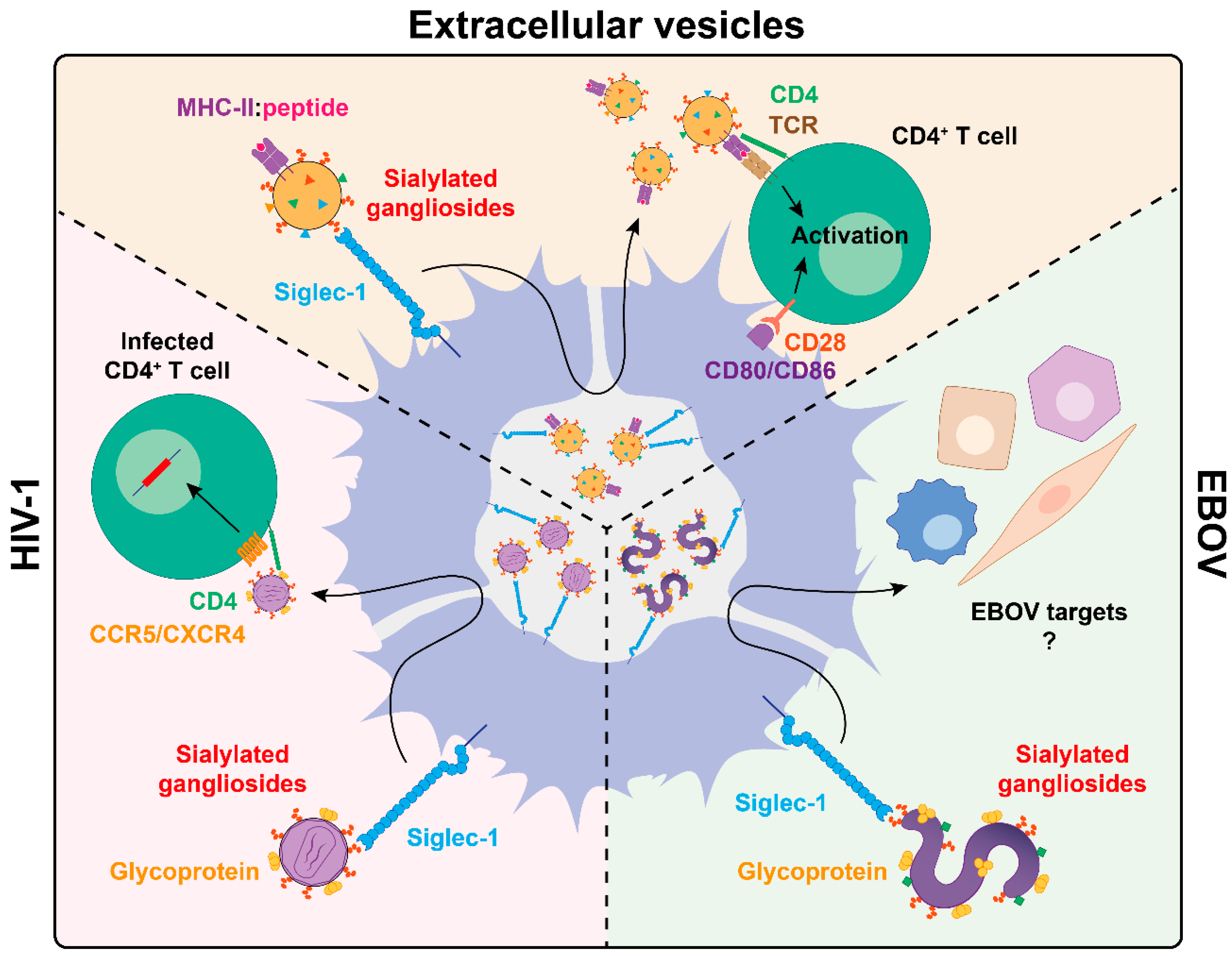 Viruses 12 00008 g003