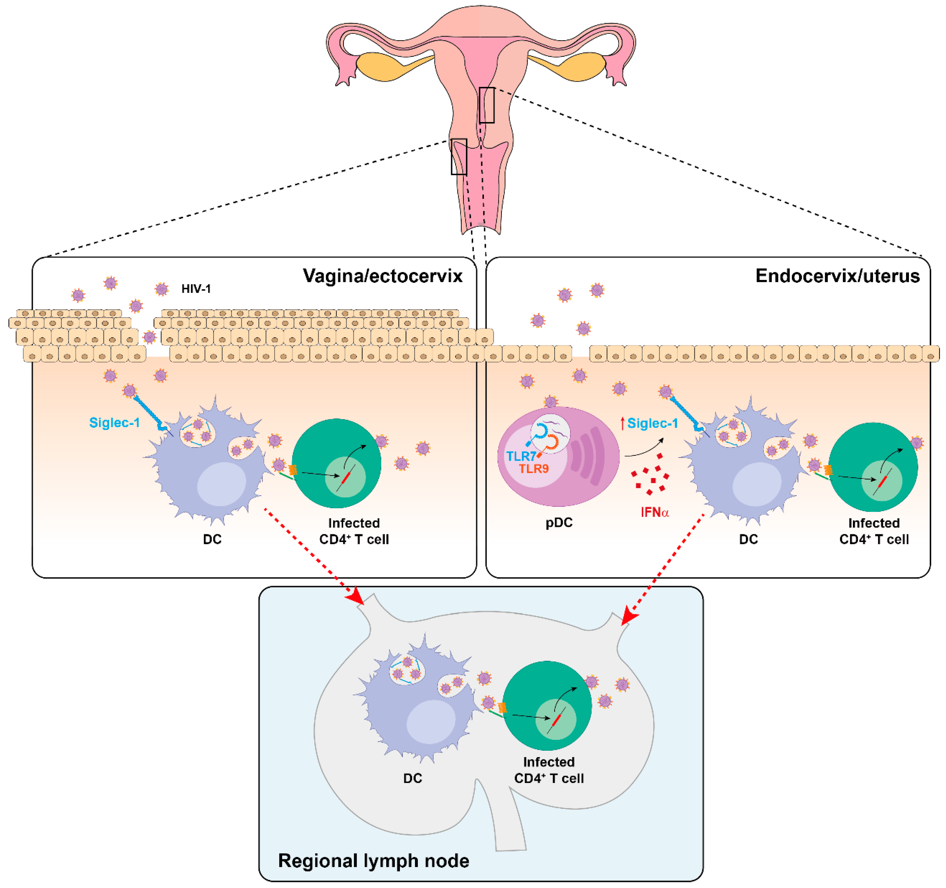 Viruses 12 00008 g004