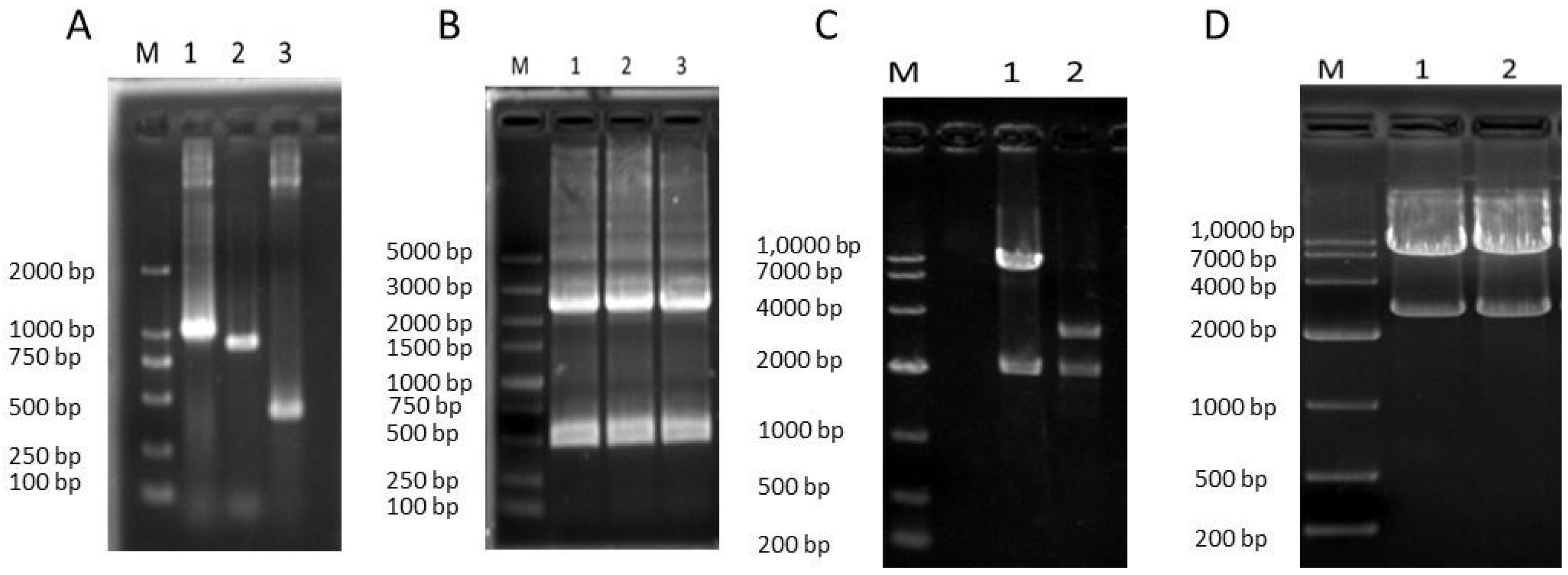 Viruses 12 00011 g002