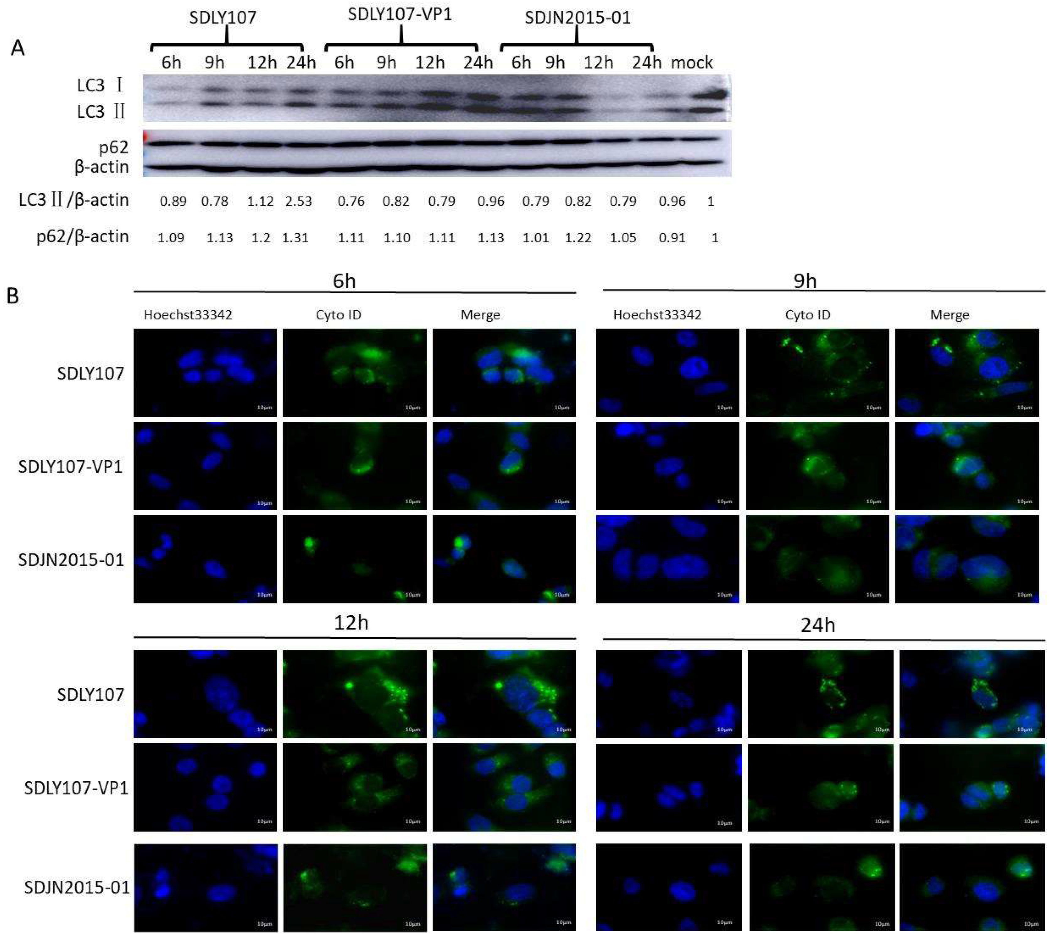 Viruses 12 00011 g004a