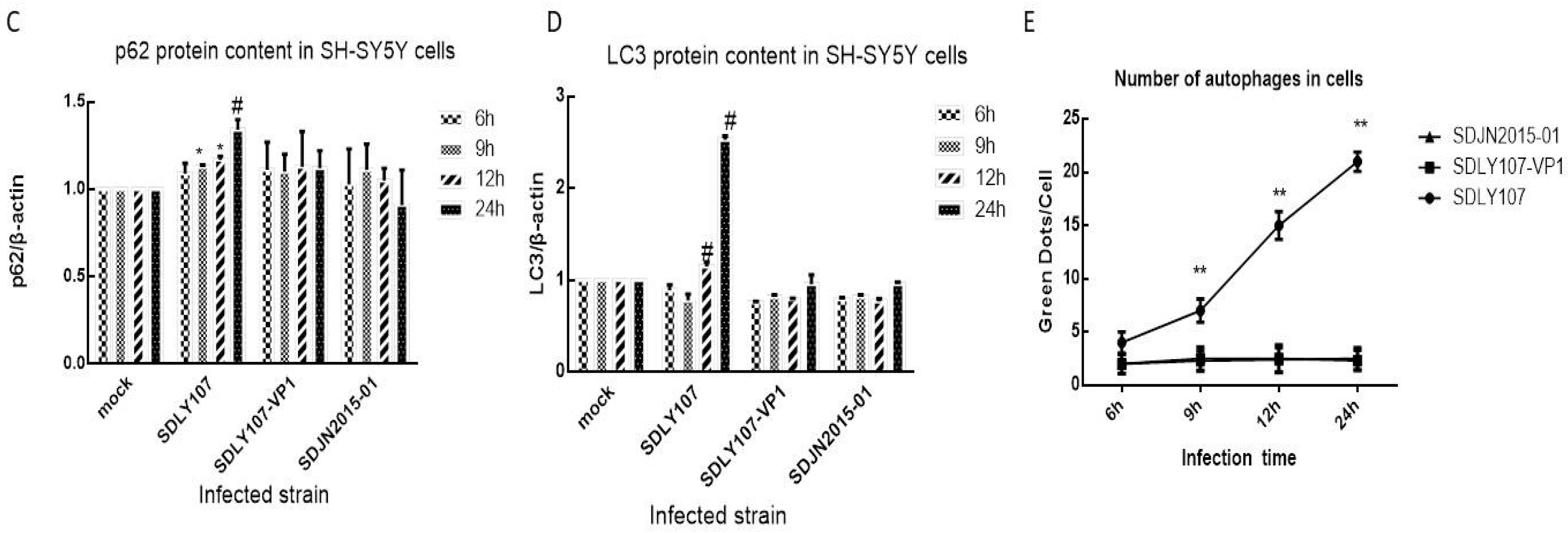 Viruses 12 00011 g004b