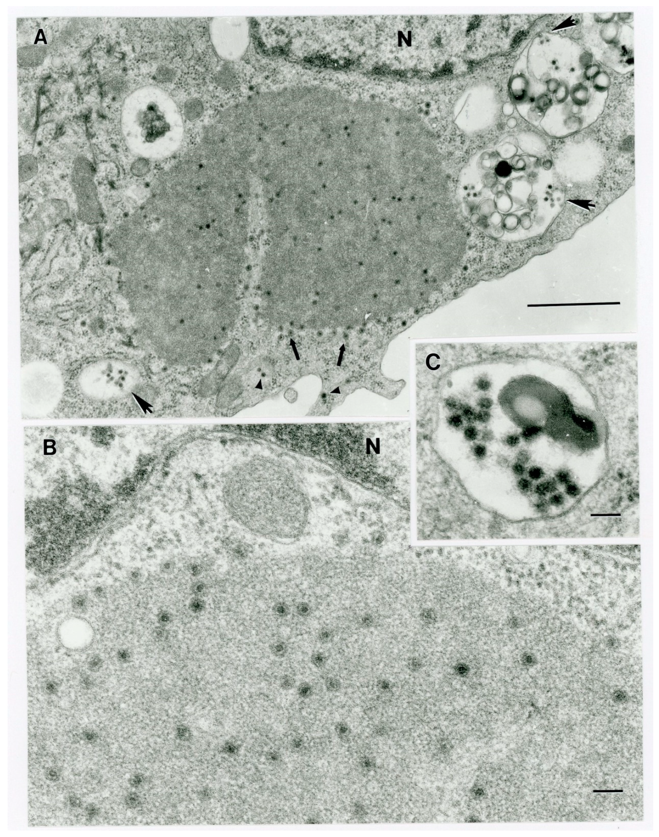 Viruses 12 00013 g003