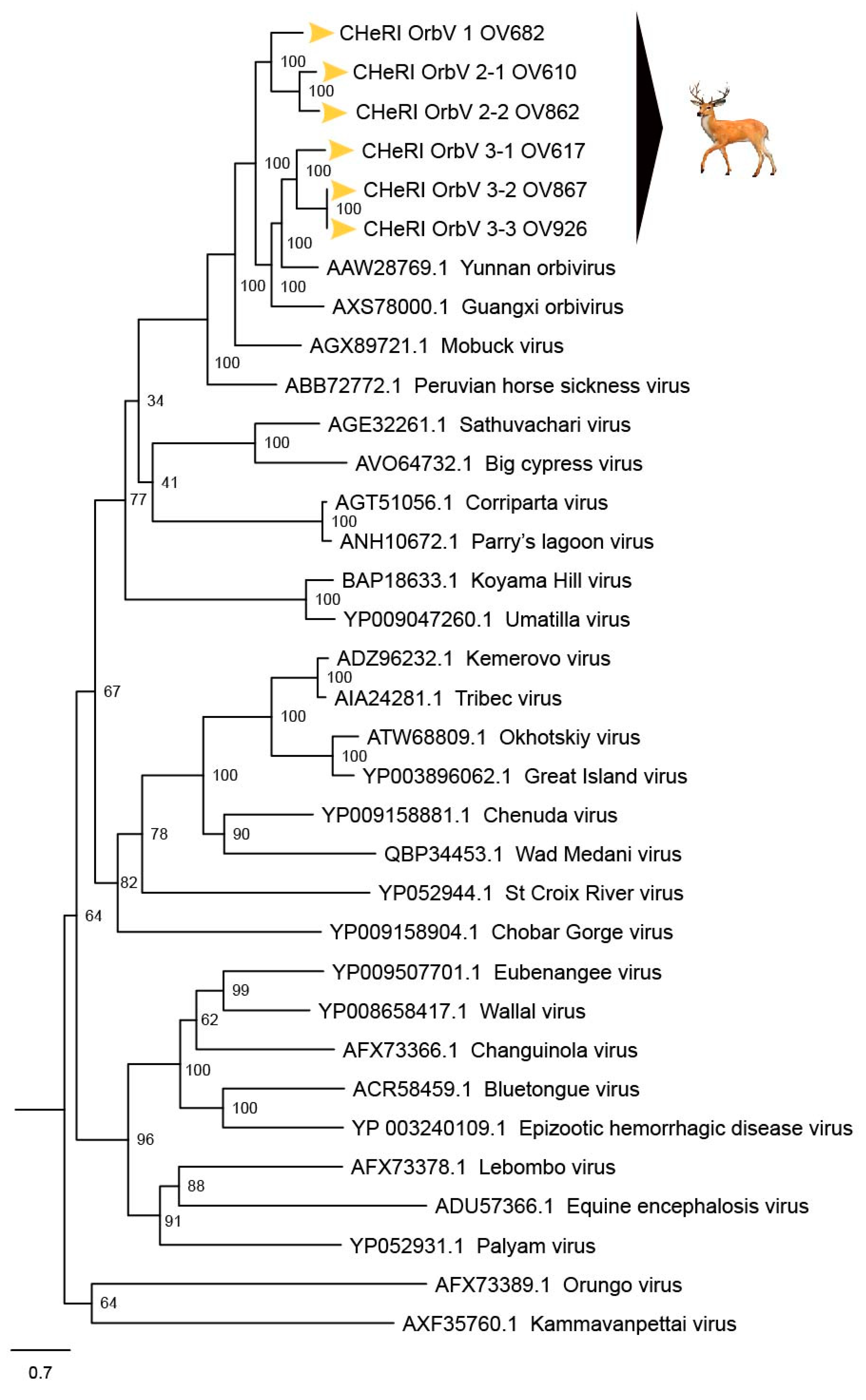 Viruses 12 00013 g008