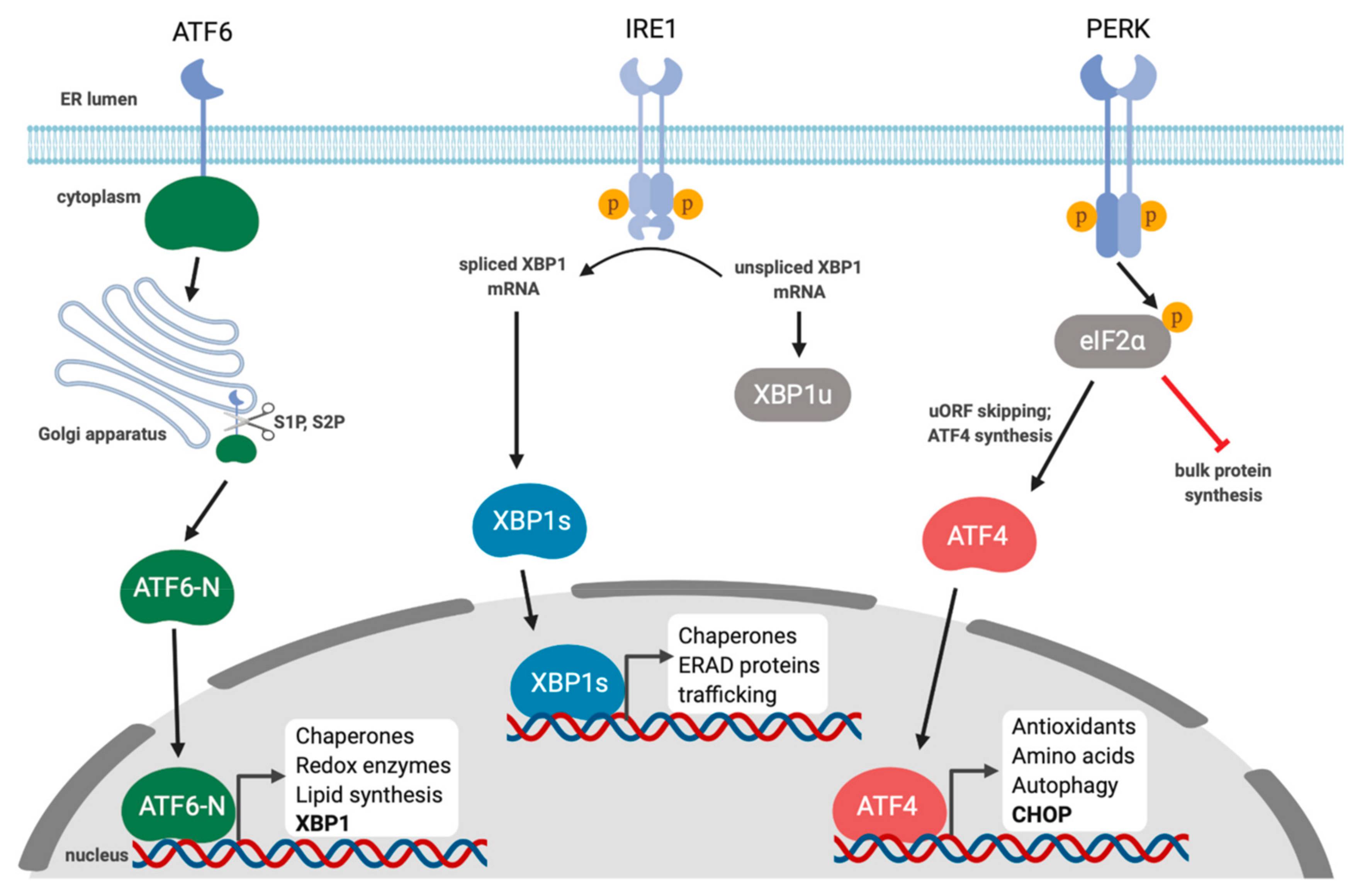 Viruses 12 00017 g001