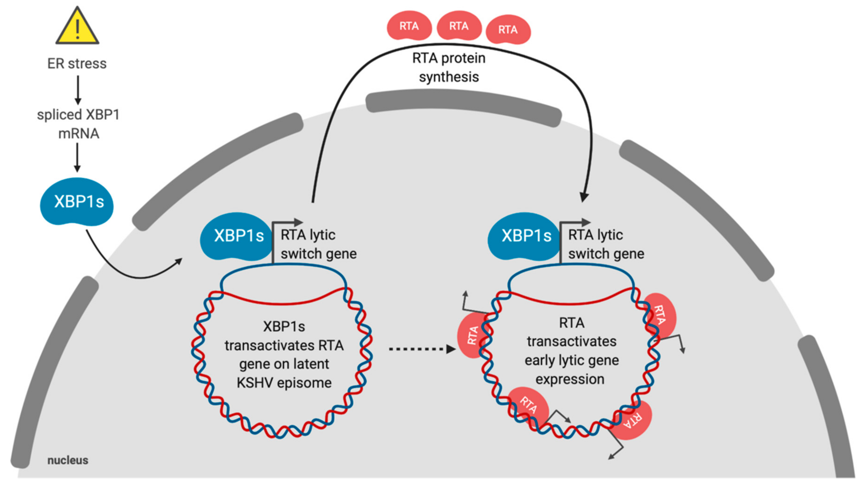 Viruses 12 00017 g002