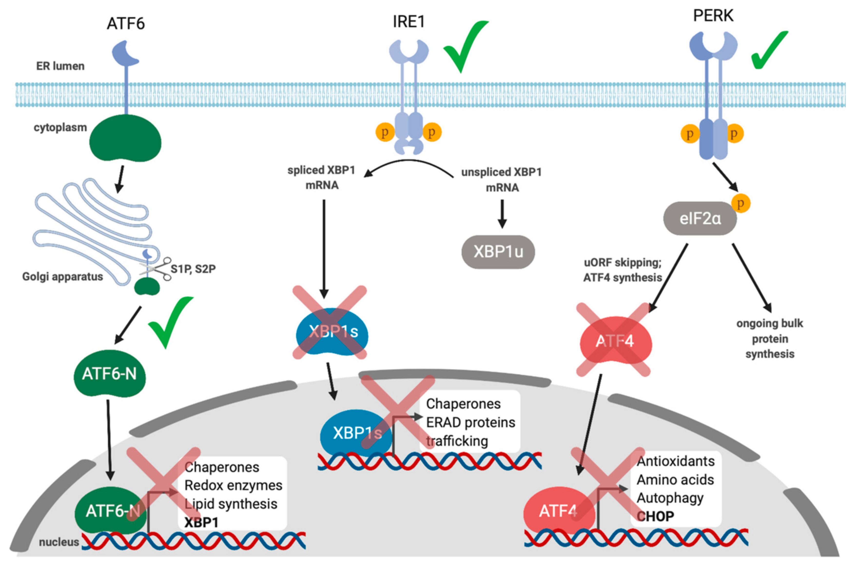 Viruses 12 00017 g003