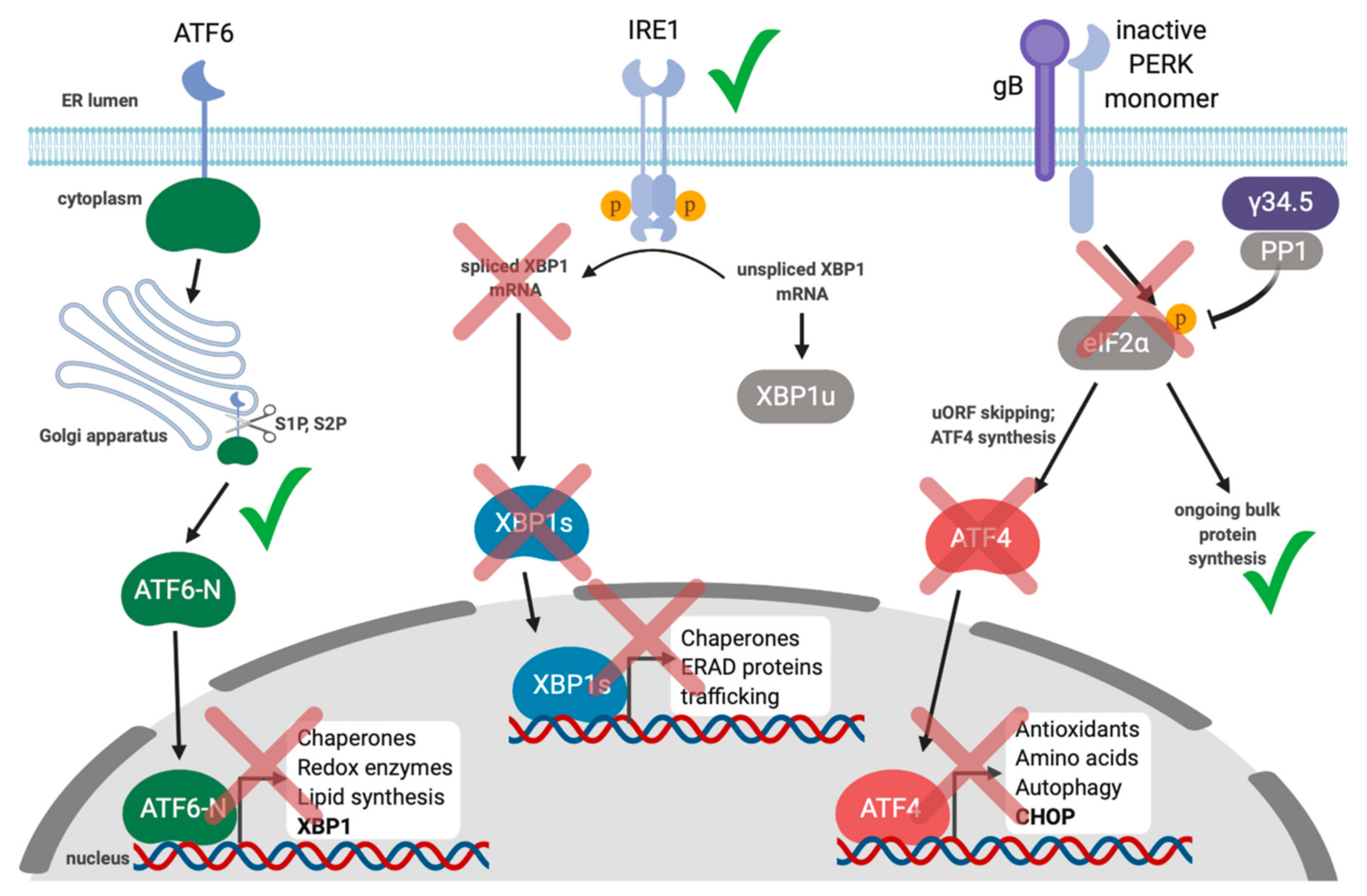 Viruses 12 00017 g005
