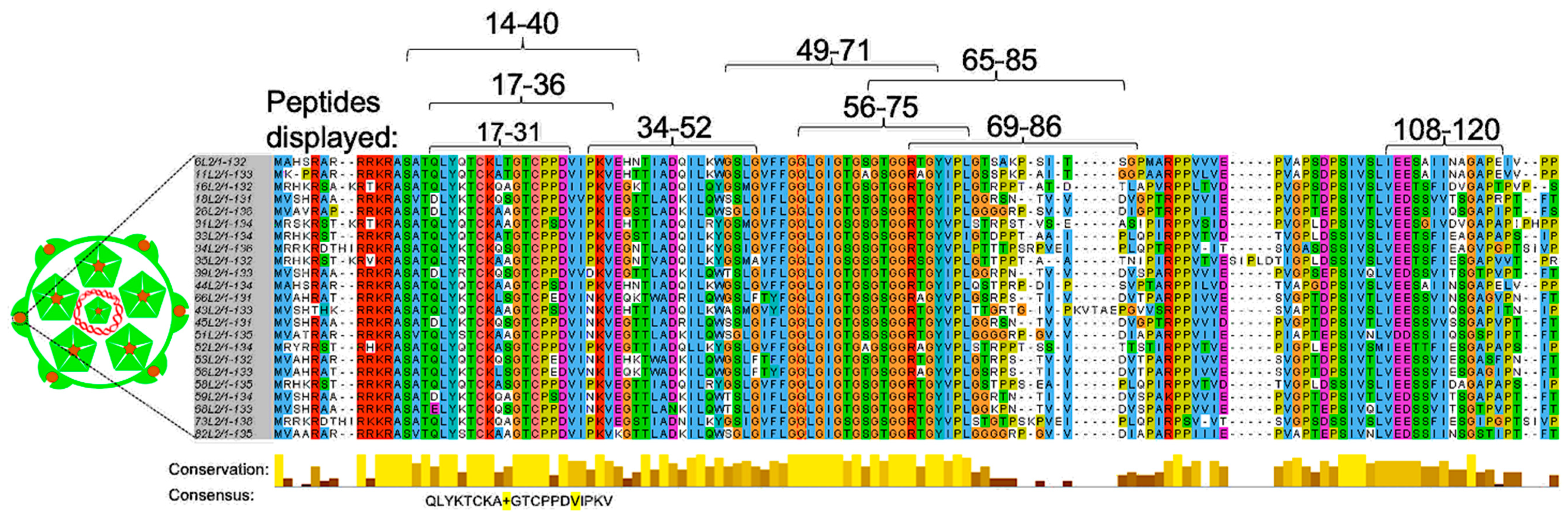 Viruses 12 00018 g003