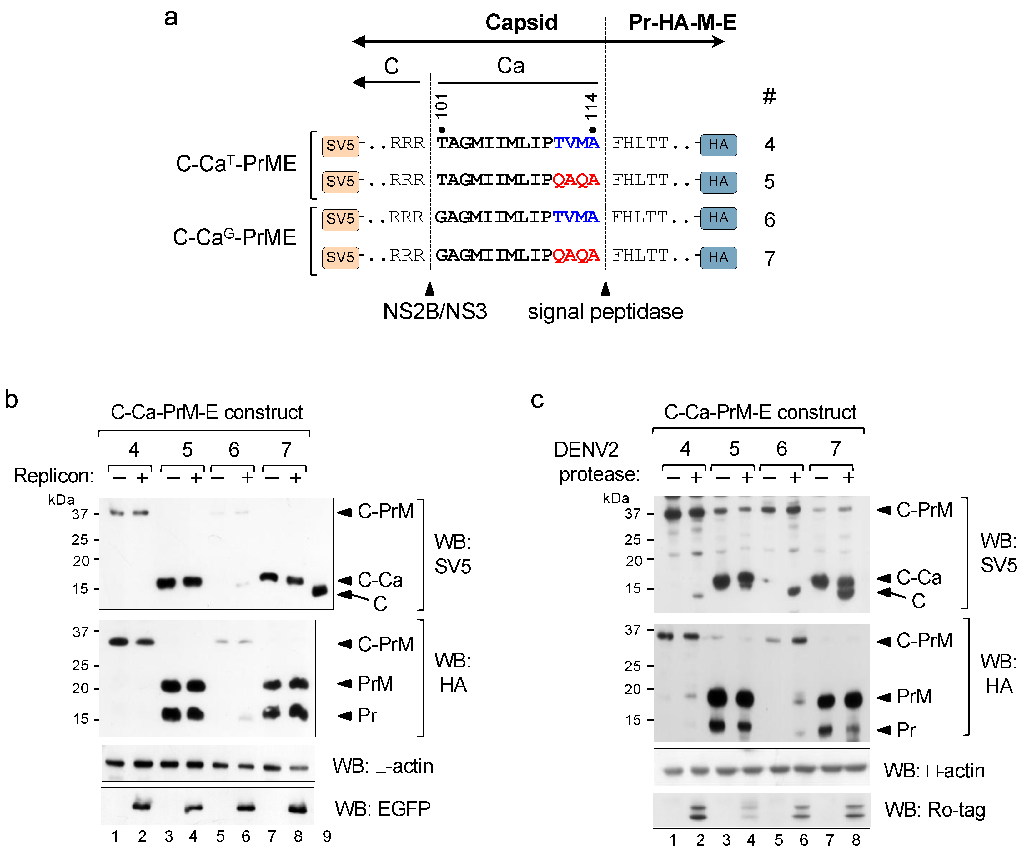 Viruses 12 00027 g003 Viruses 12 00027 g003