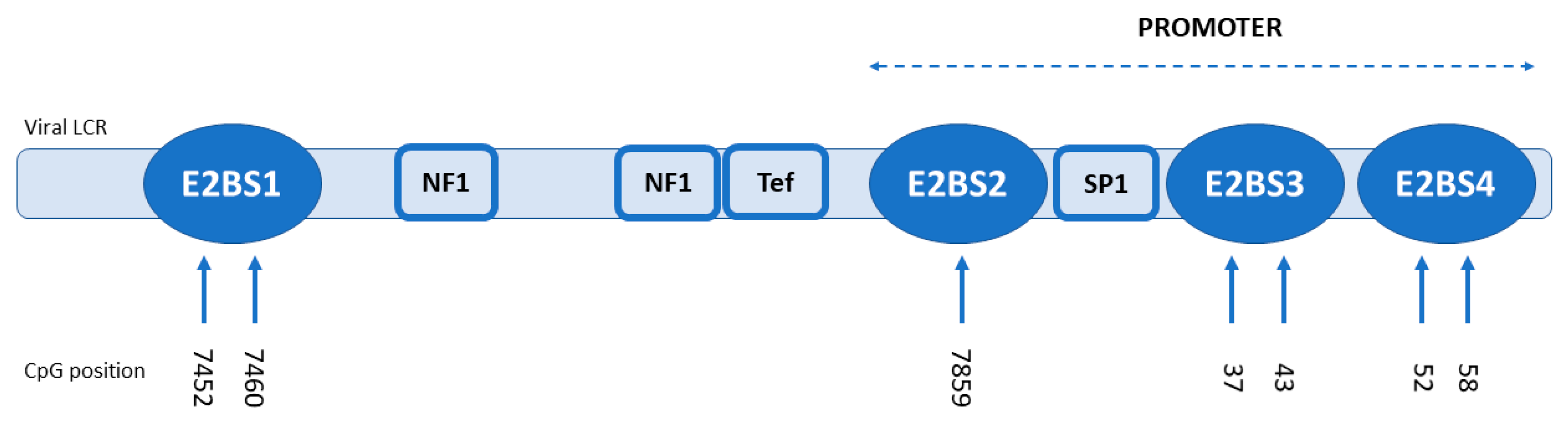Viruses 12 00042 g001 Viruses 12 00042 g001