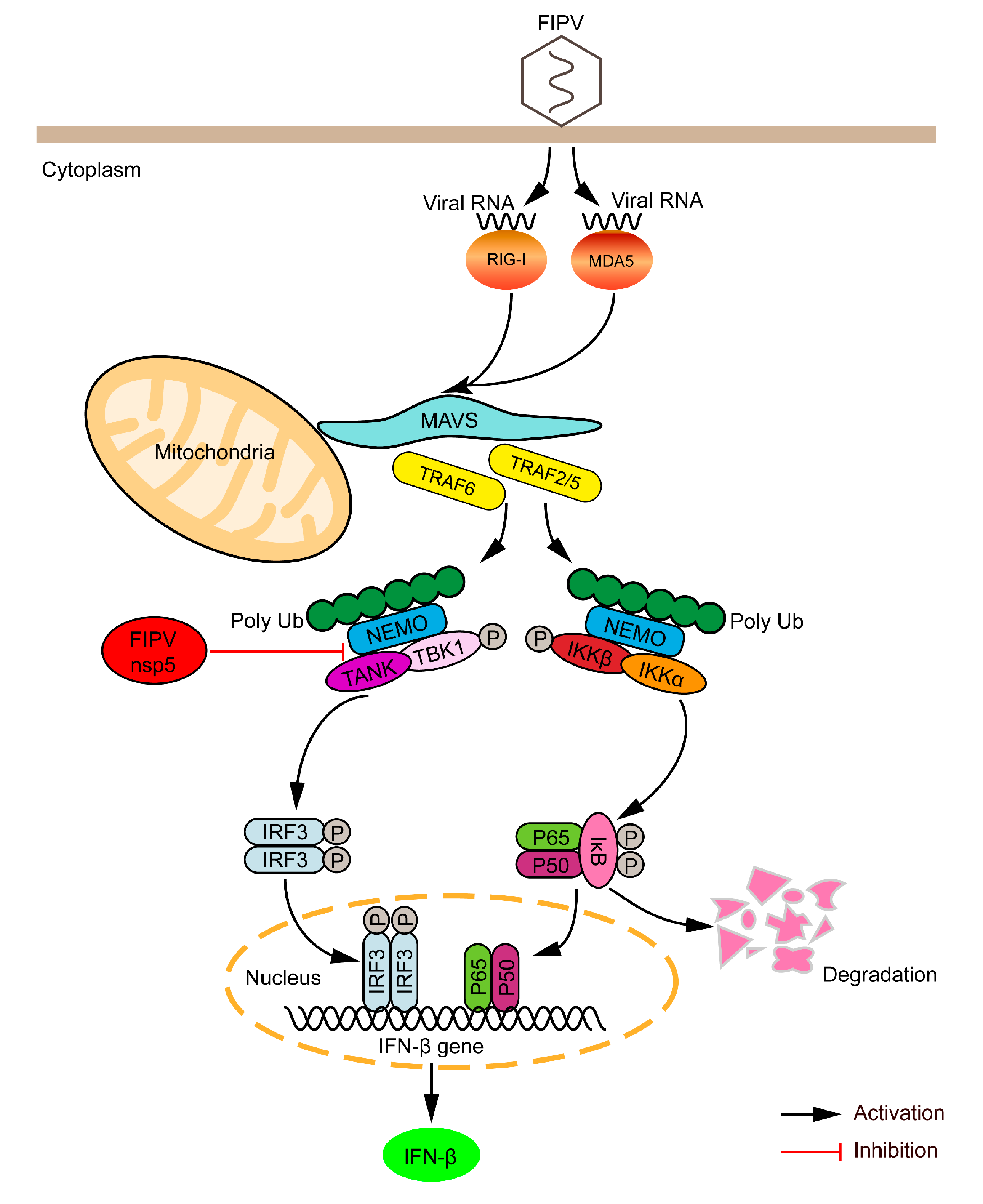 Viruses 12 00043 g006