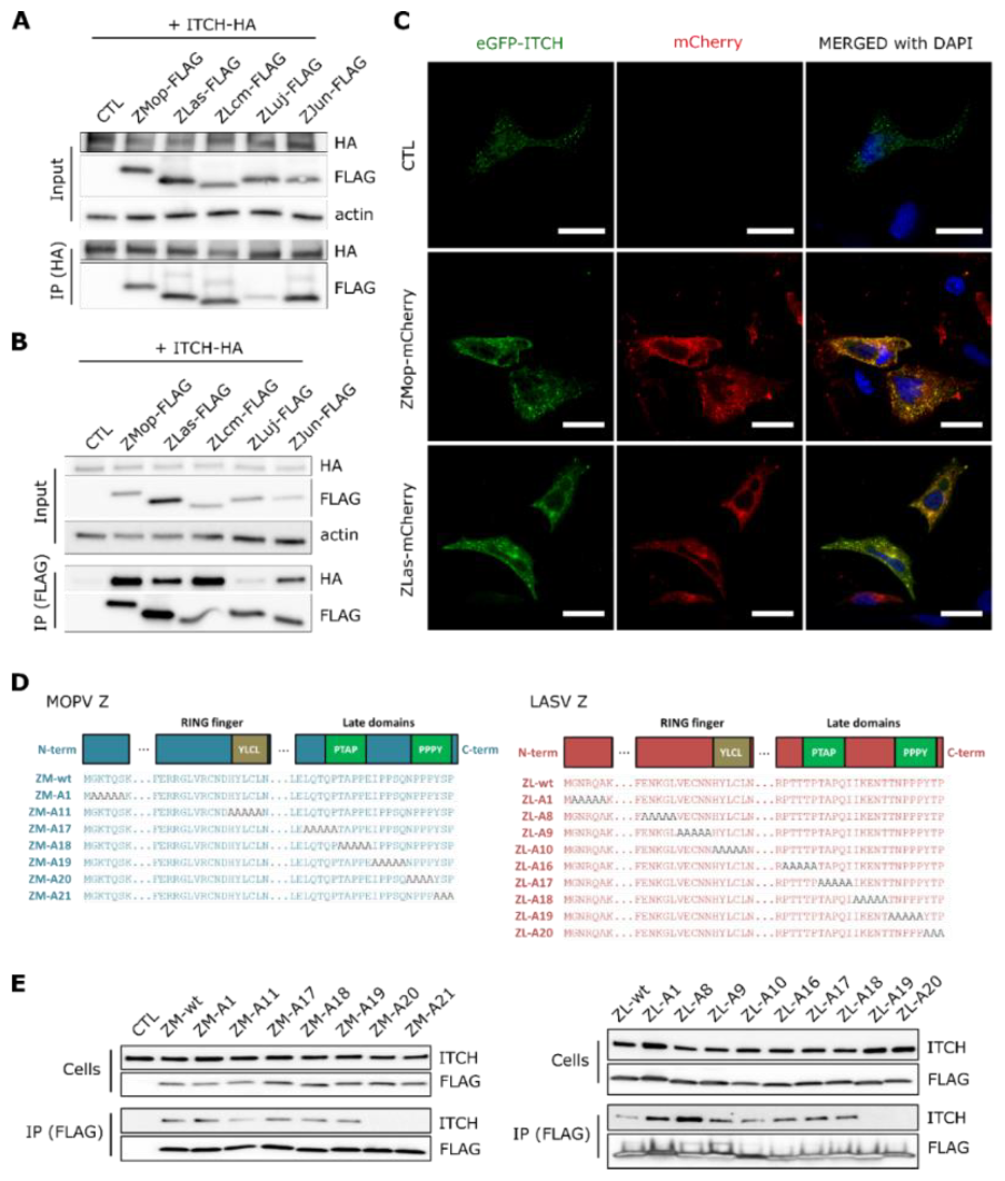 Viruses 12 00049 g002