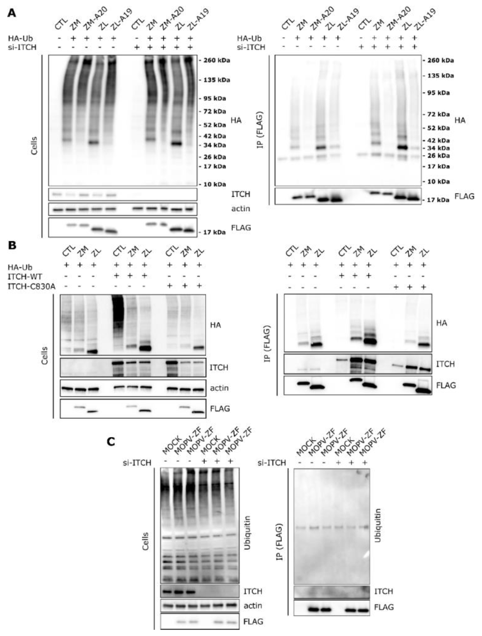 Viruses 12 00049 g003