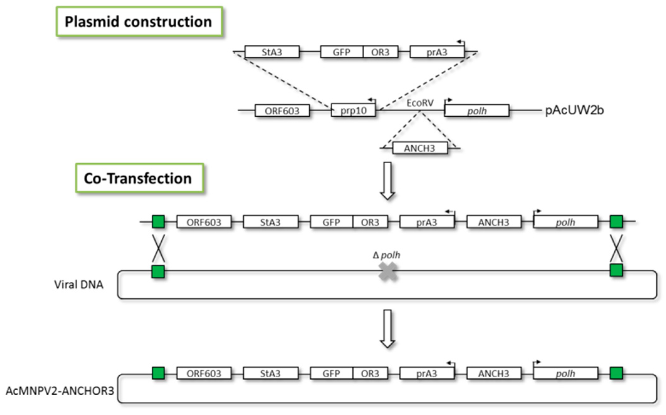 Viruses 12 00050 g002