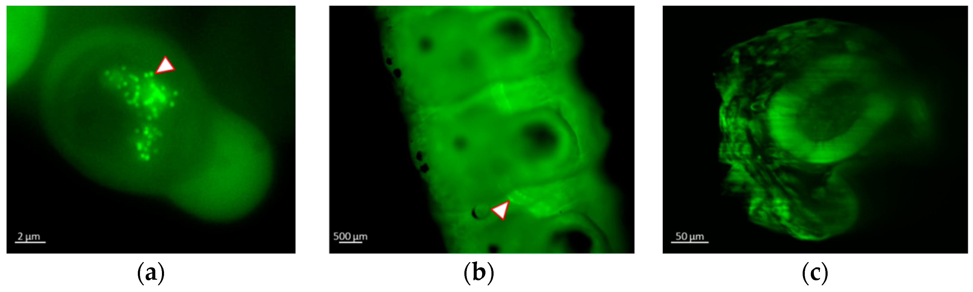 Viruses 12 00050 g003