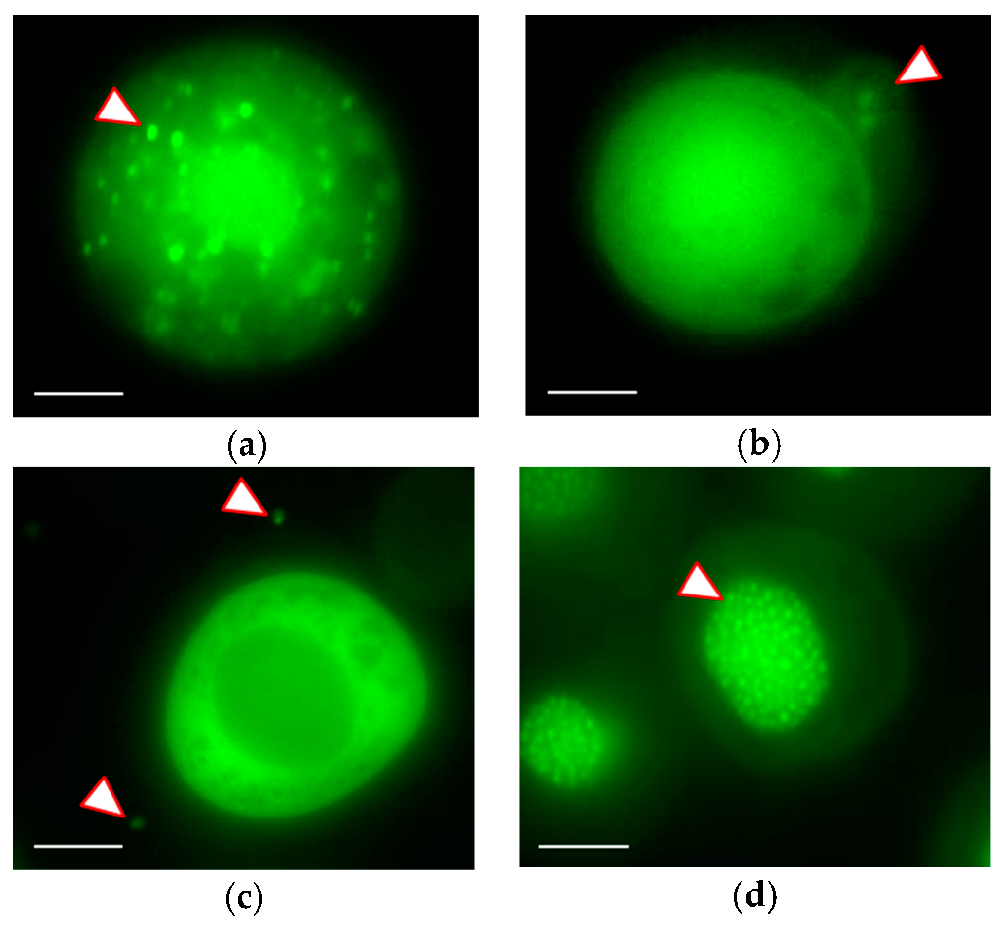 Viruses 12 00050 g005