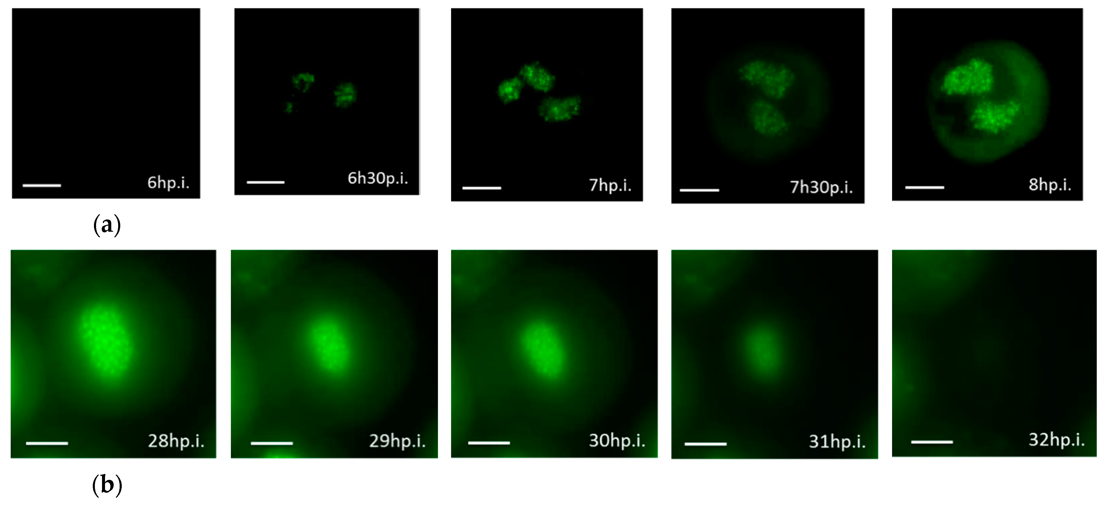 Viruses 12 00050 g006