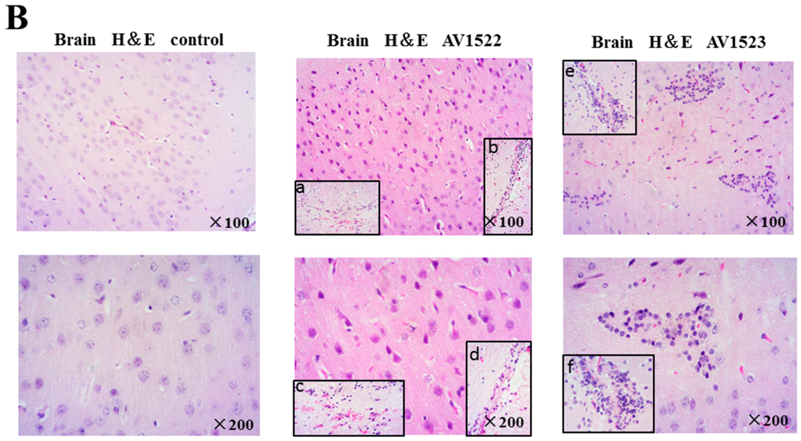 Viruses 12 00055 g004b