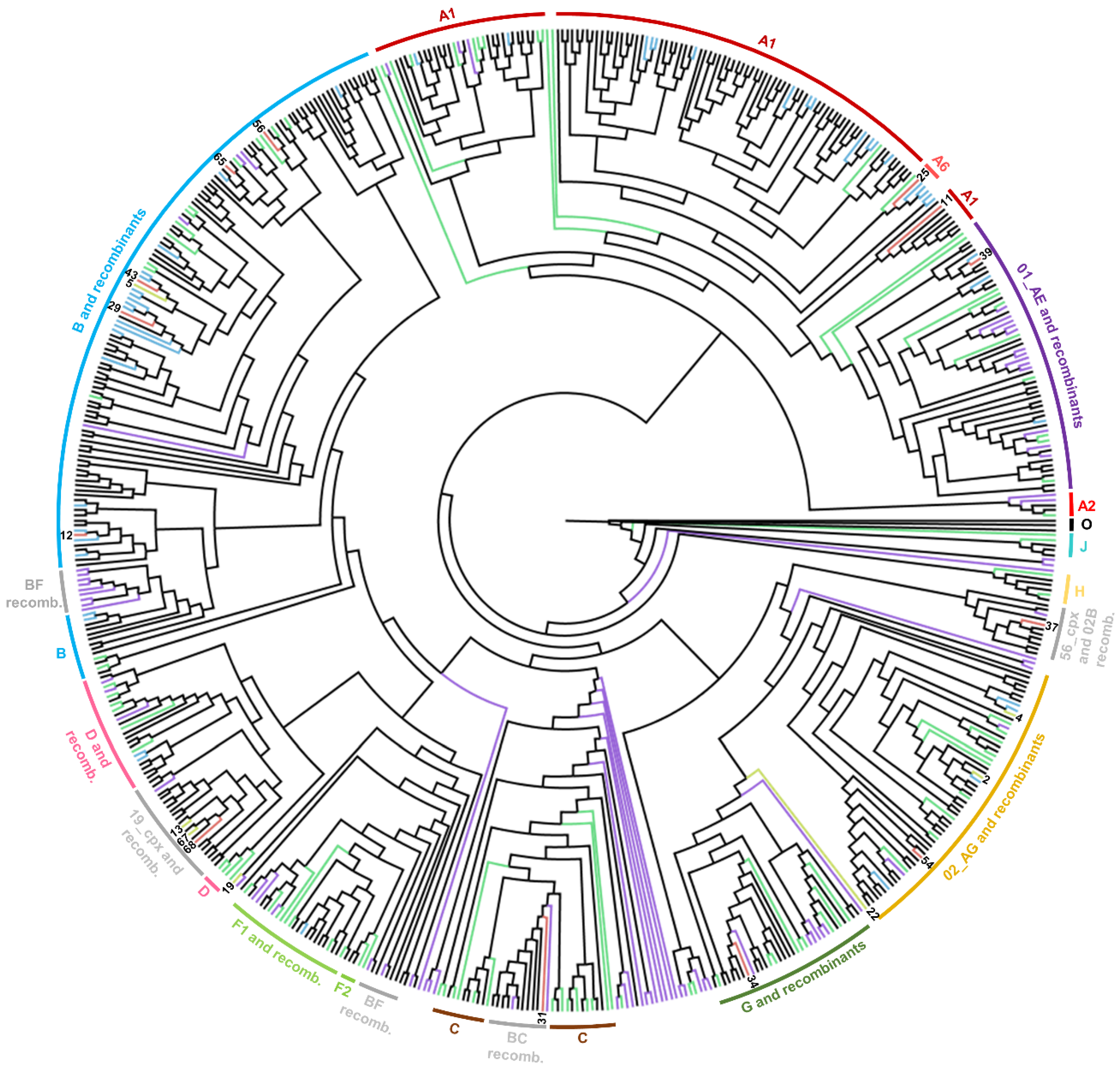 Viruses 12 00063 g001