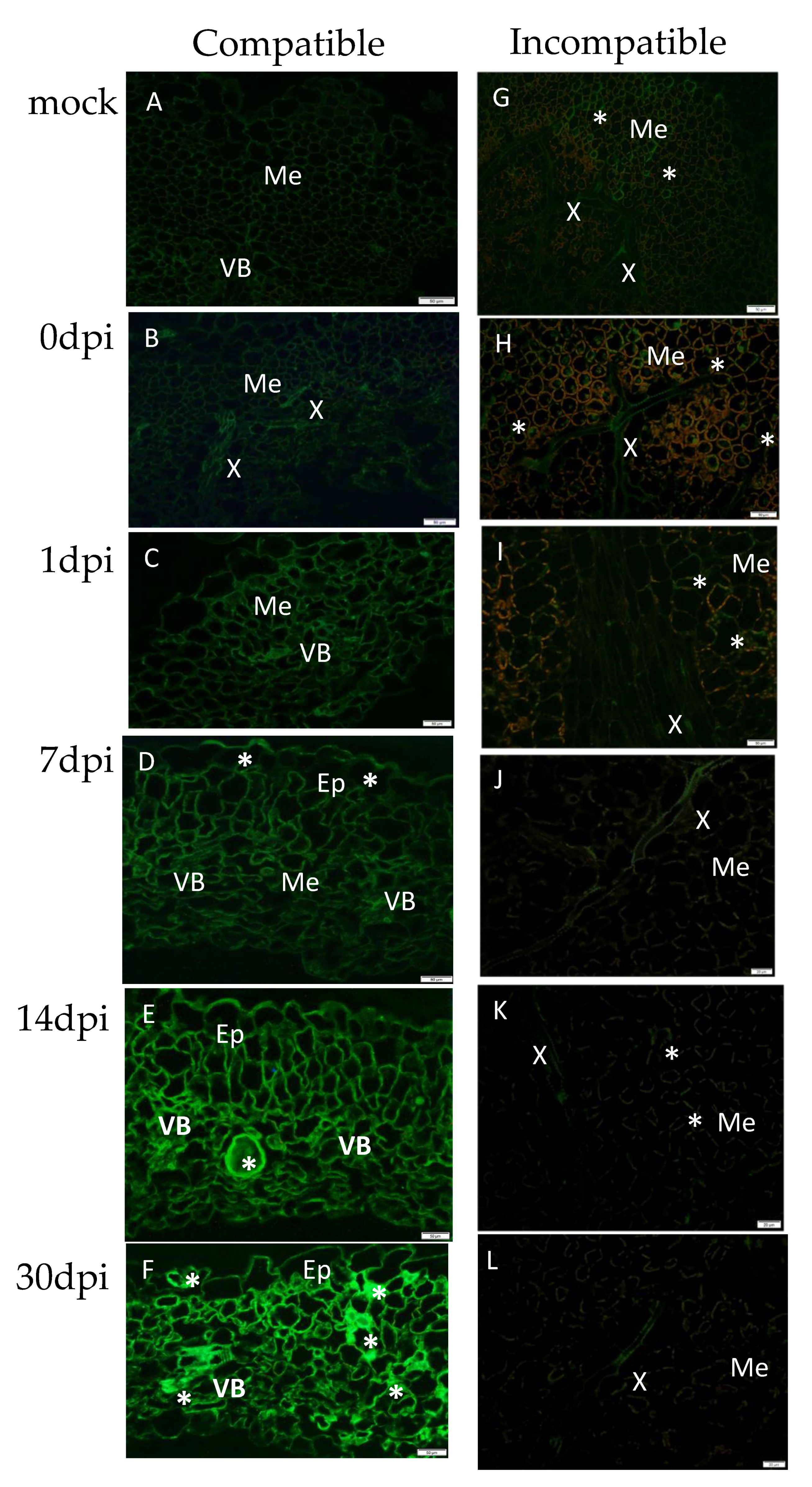 Viruses 12 00066 g002 Viruses 12 00066 g002