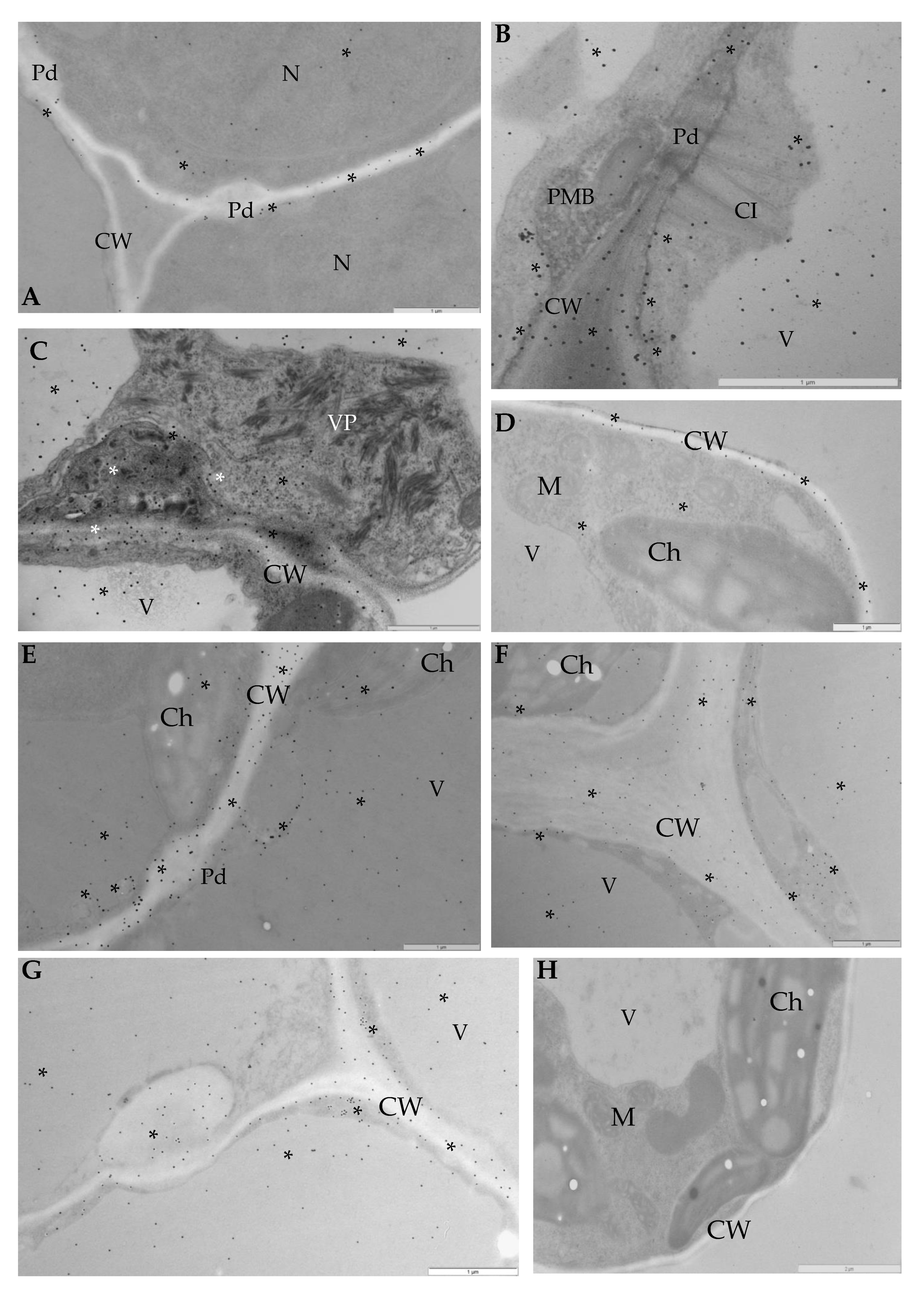 Viruses 12 00066 g009 Viruses 12 00066 g009