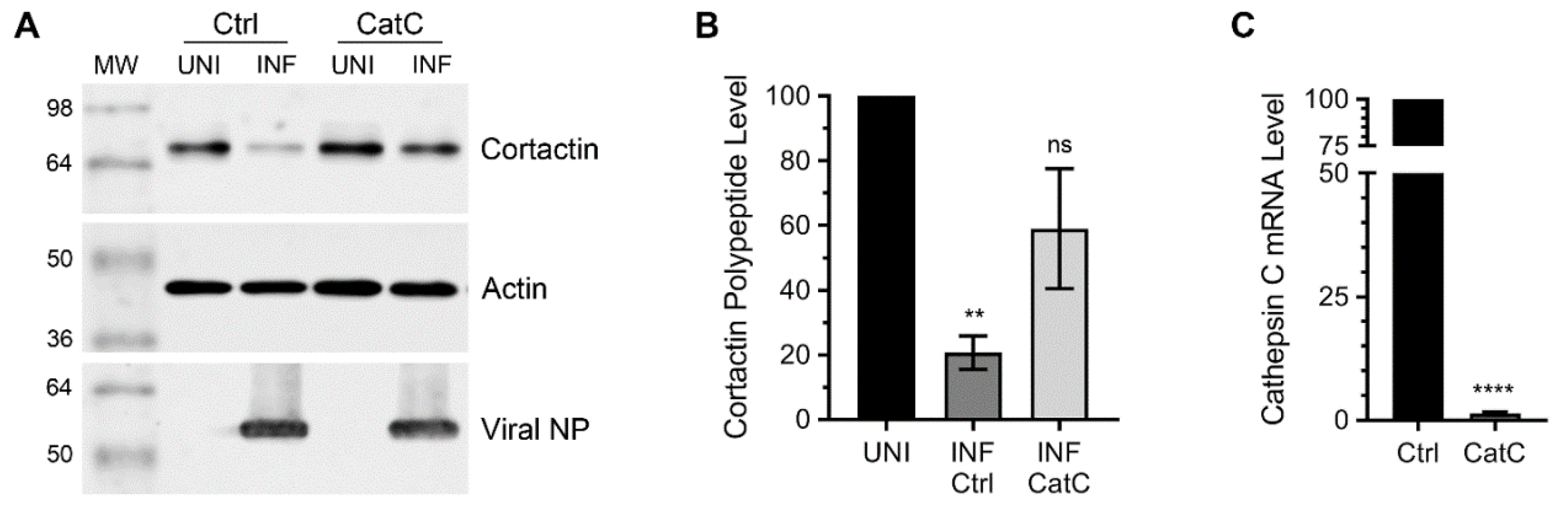 Viruses 12 00087 g001